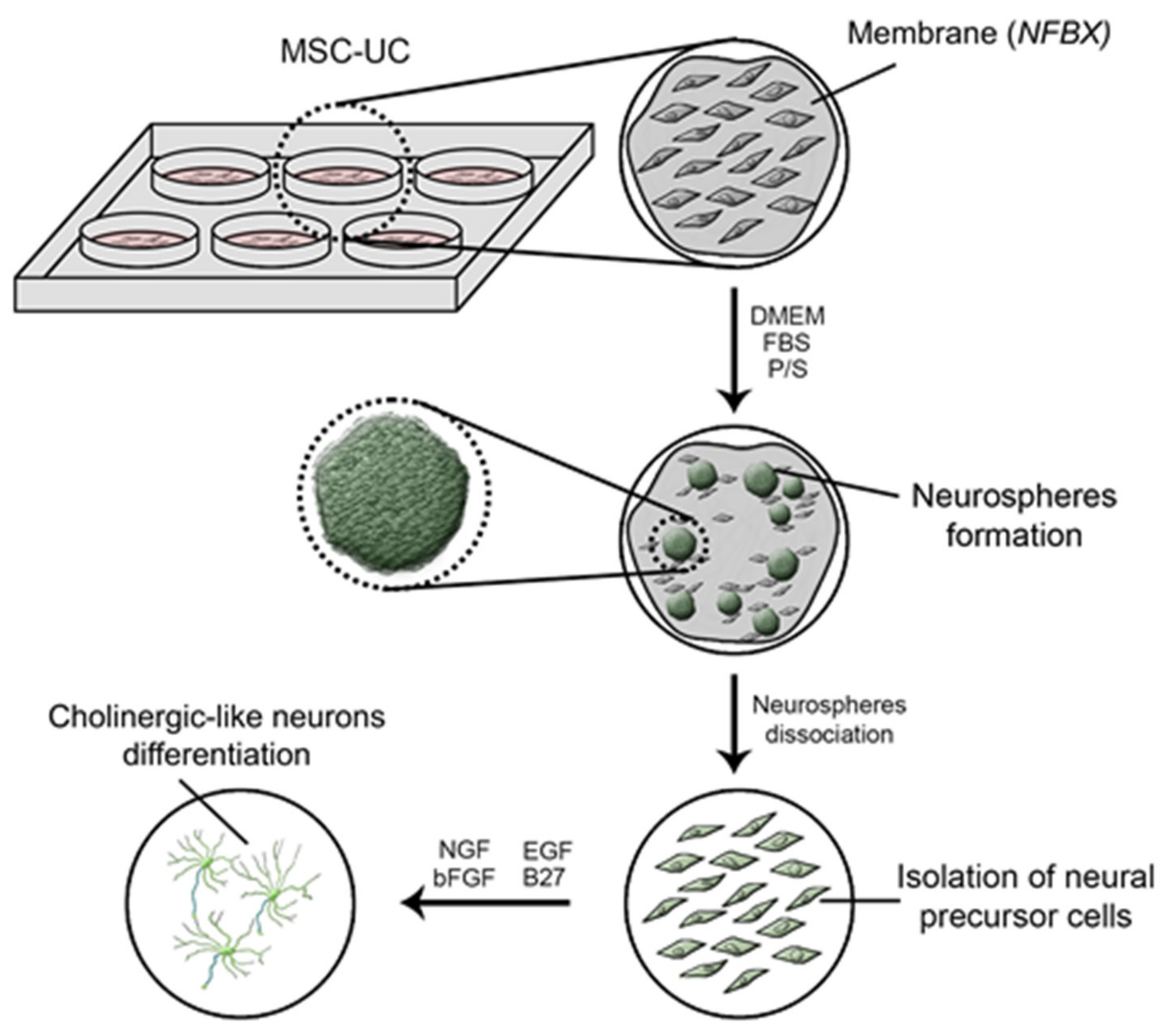 Membranes 11 00598 sch001