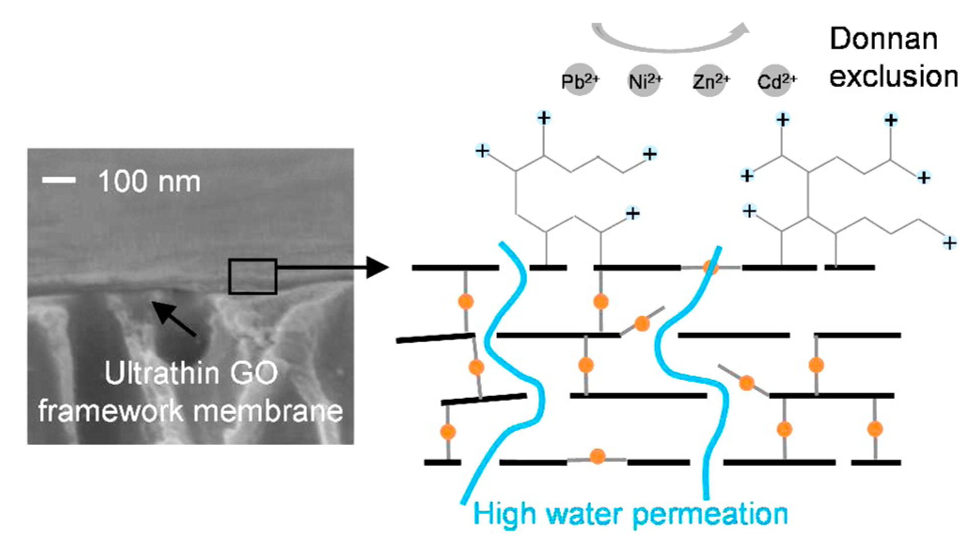 Membranes 11 00605 g005 550