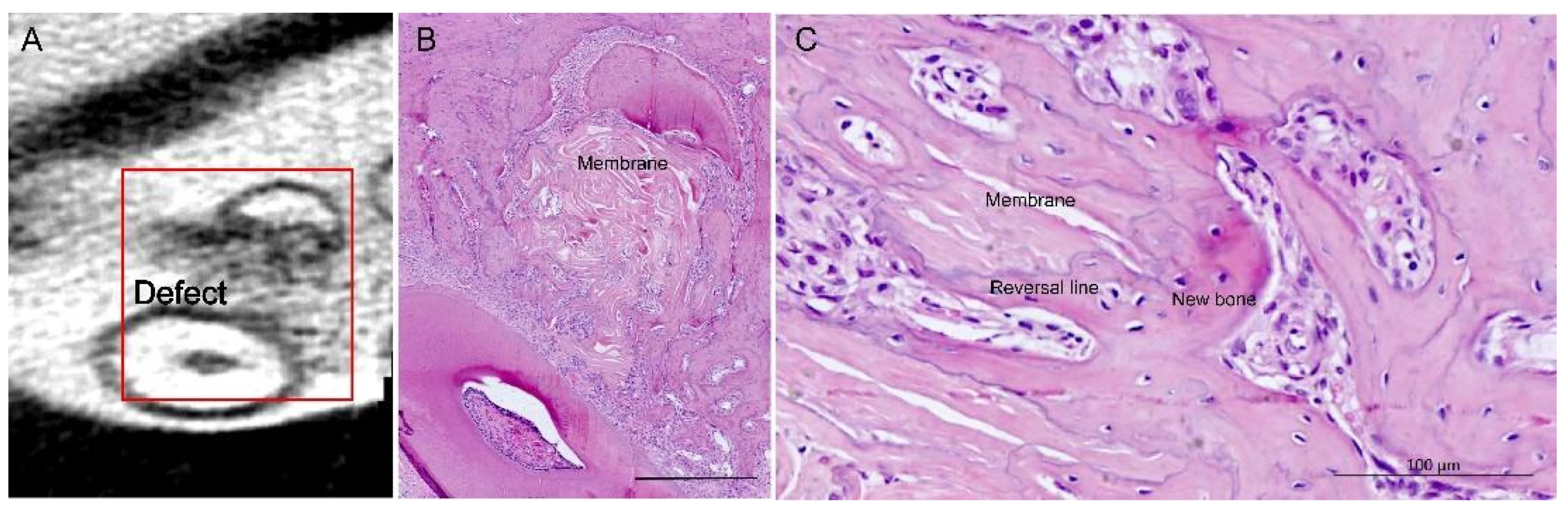 Membranes 11 00606 g003