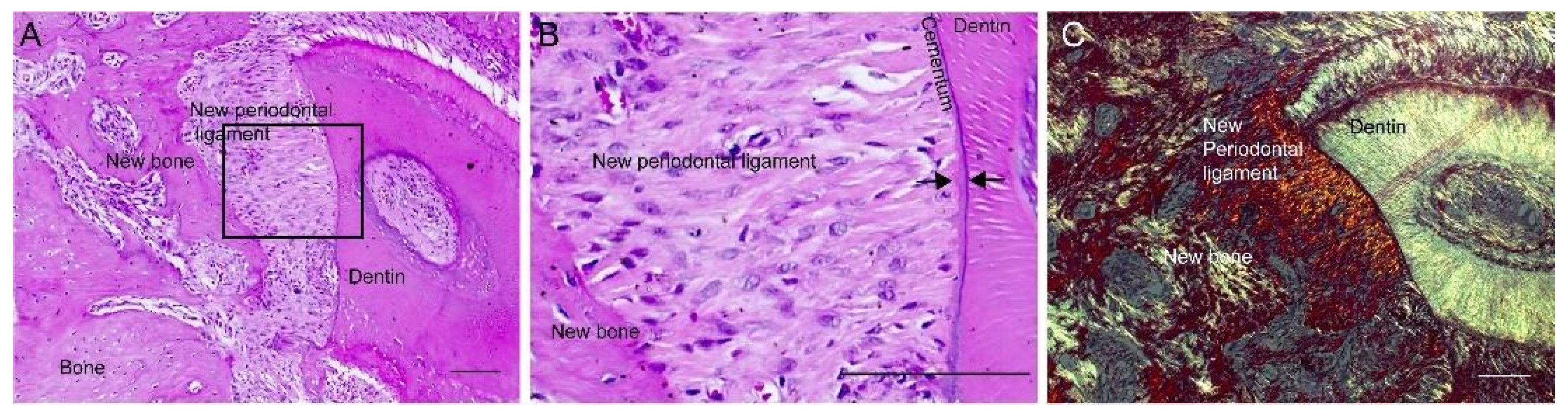 Membranes 11 00606 g005