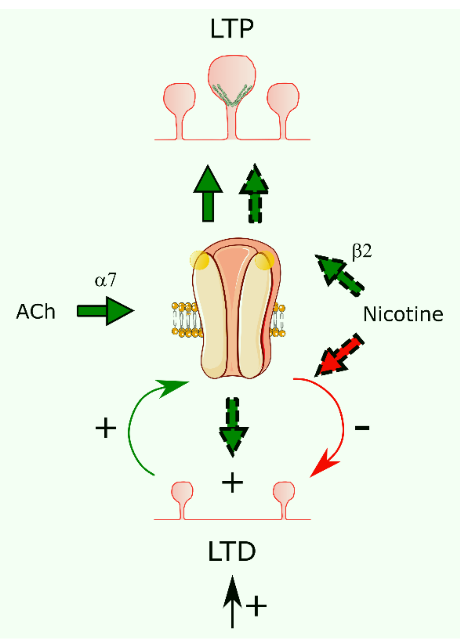 Membranes 11 00664 g004 550