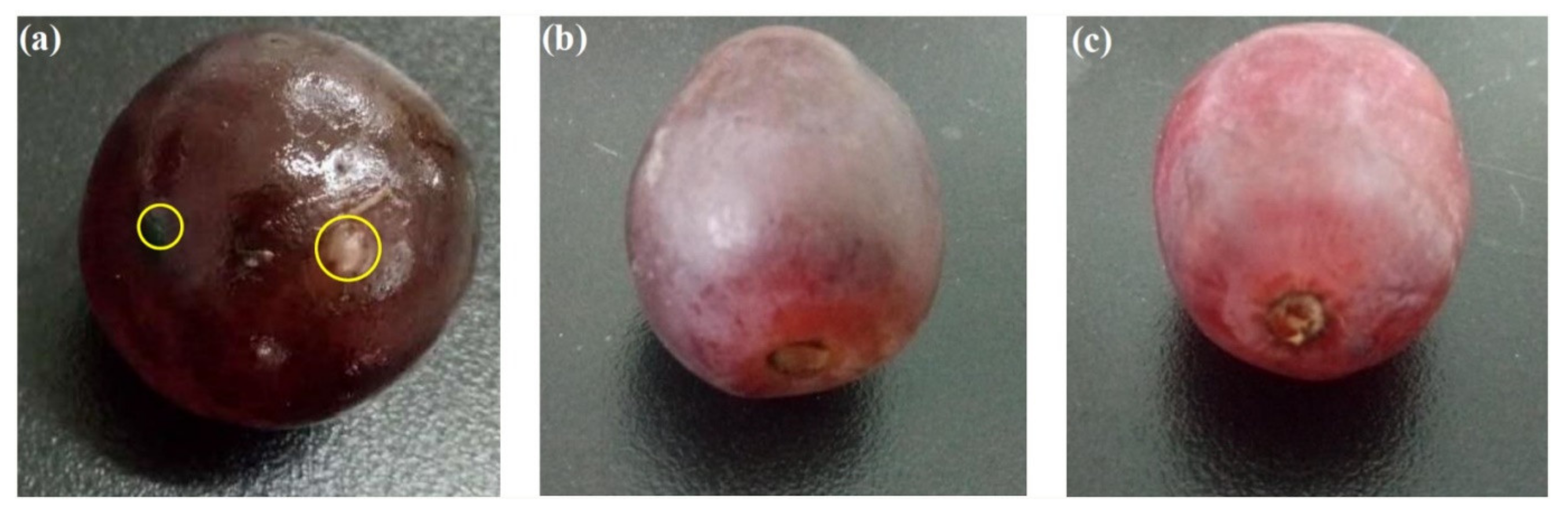 Membranes 11 00678 g014