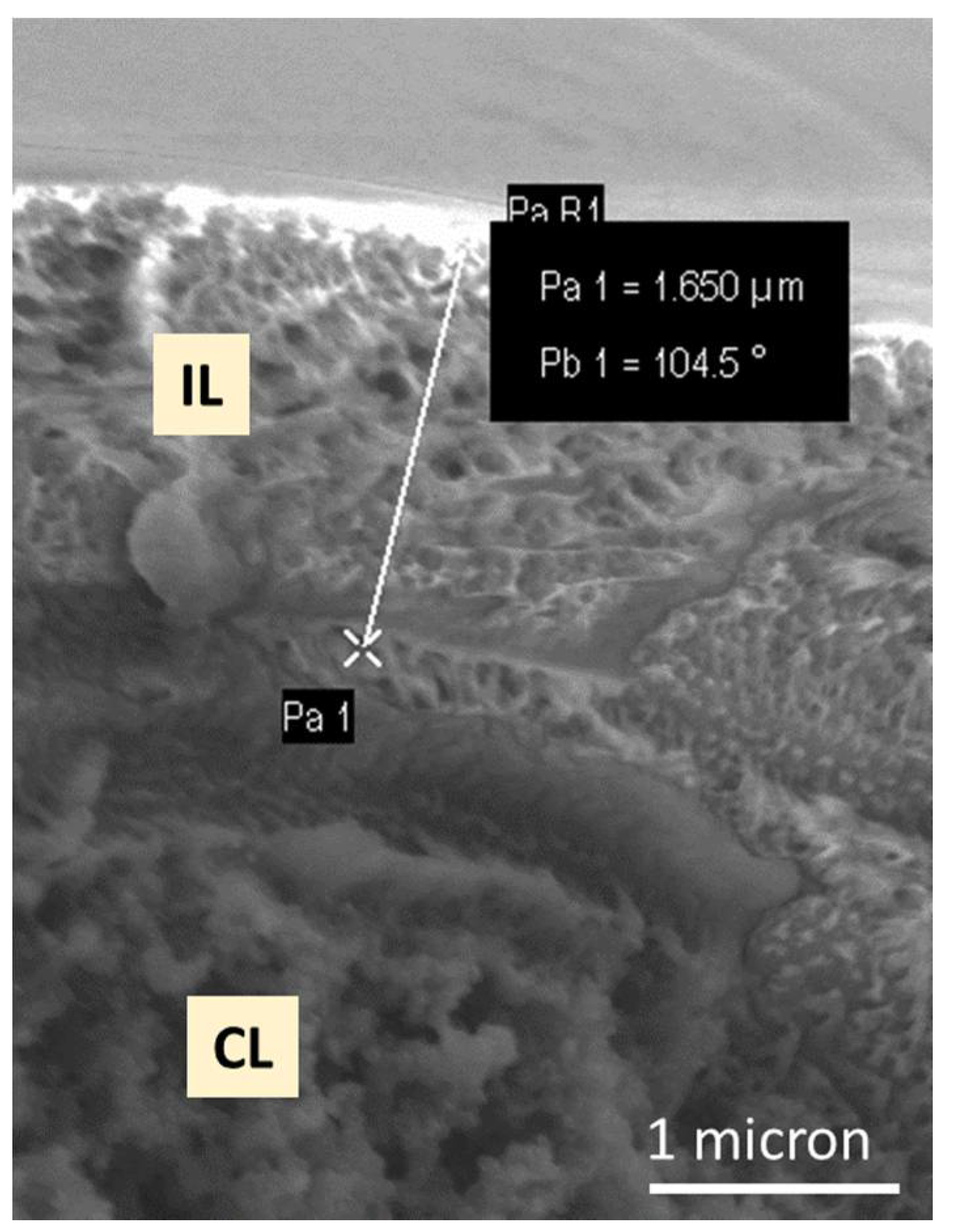 Membranes 11 00686 g004
