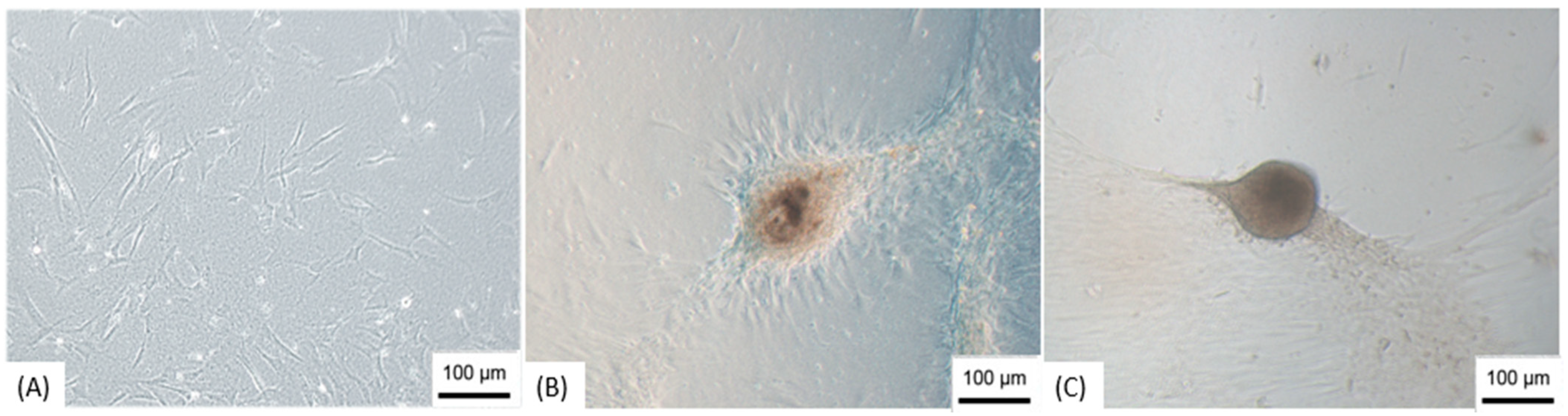 Membranes 11 00687 g002