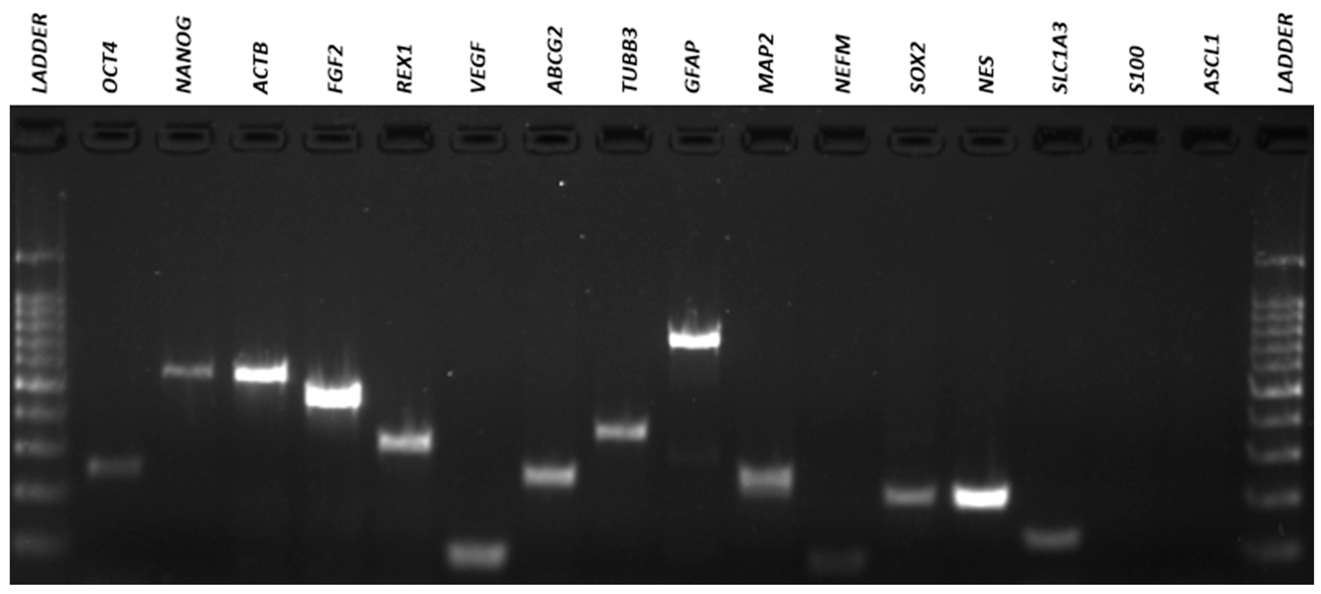 Membranes 11 00687 g008