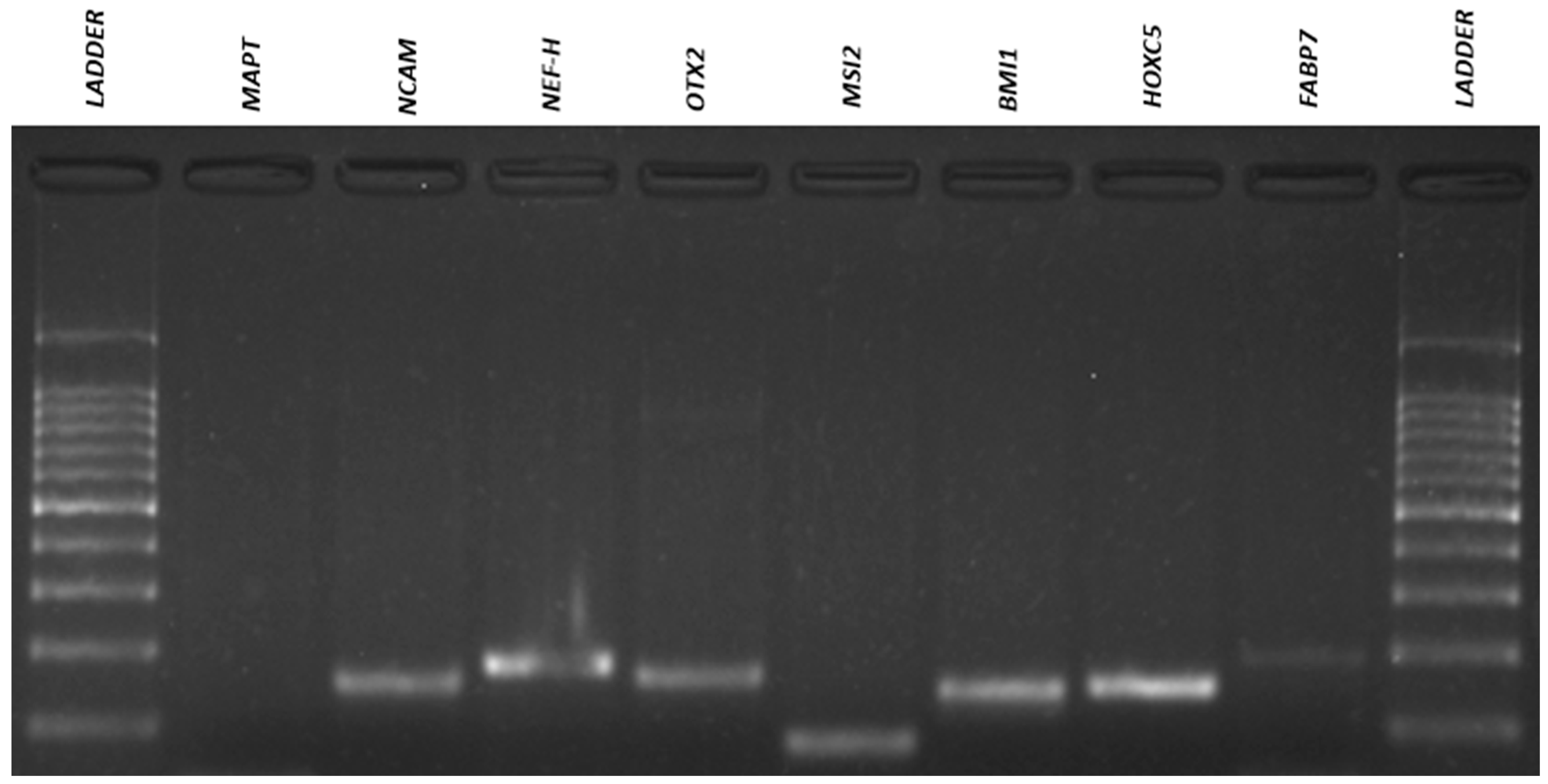 Membranes 11 00687 g009