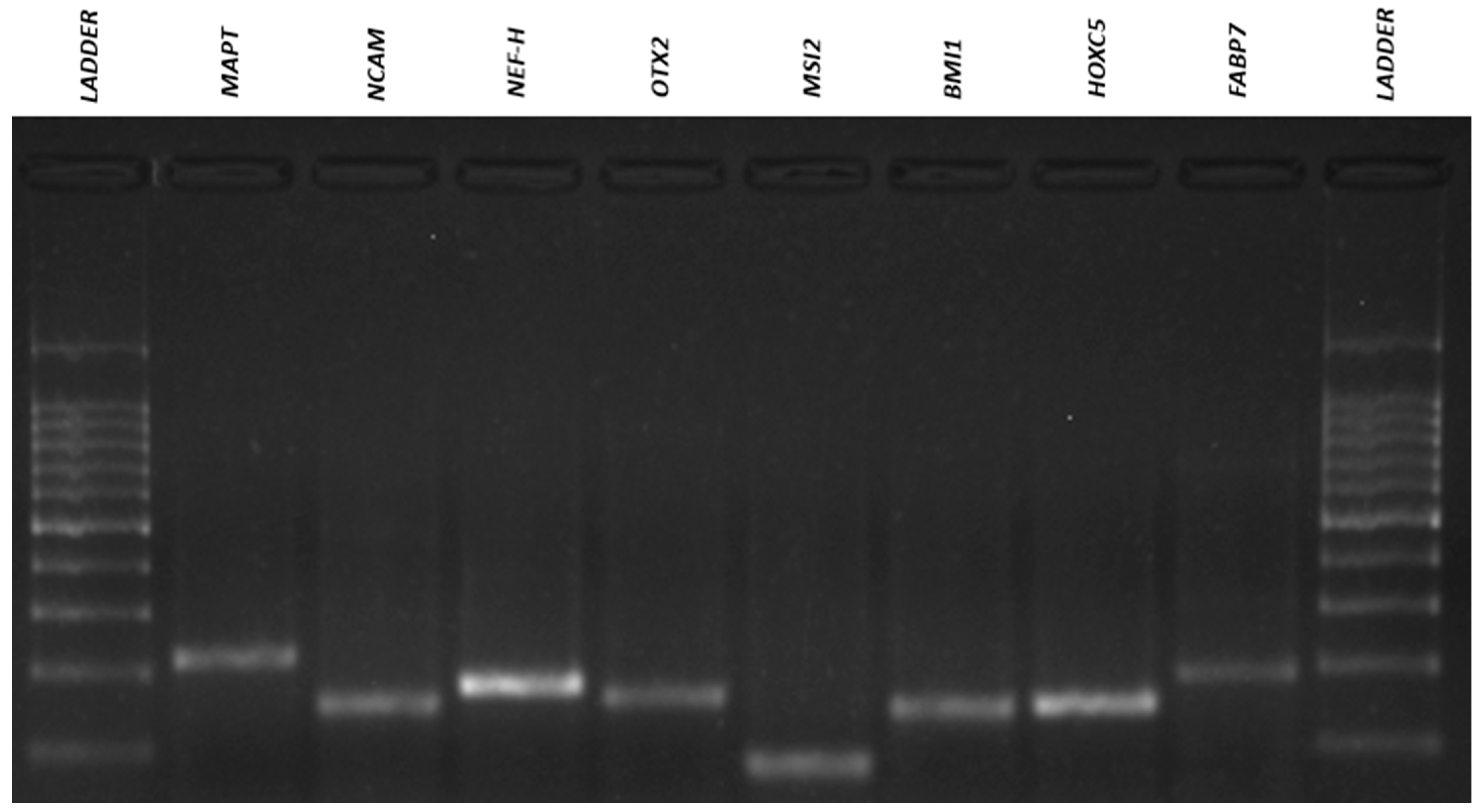 Membranes 11 00687 g010