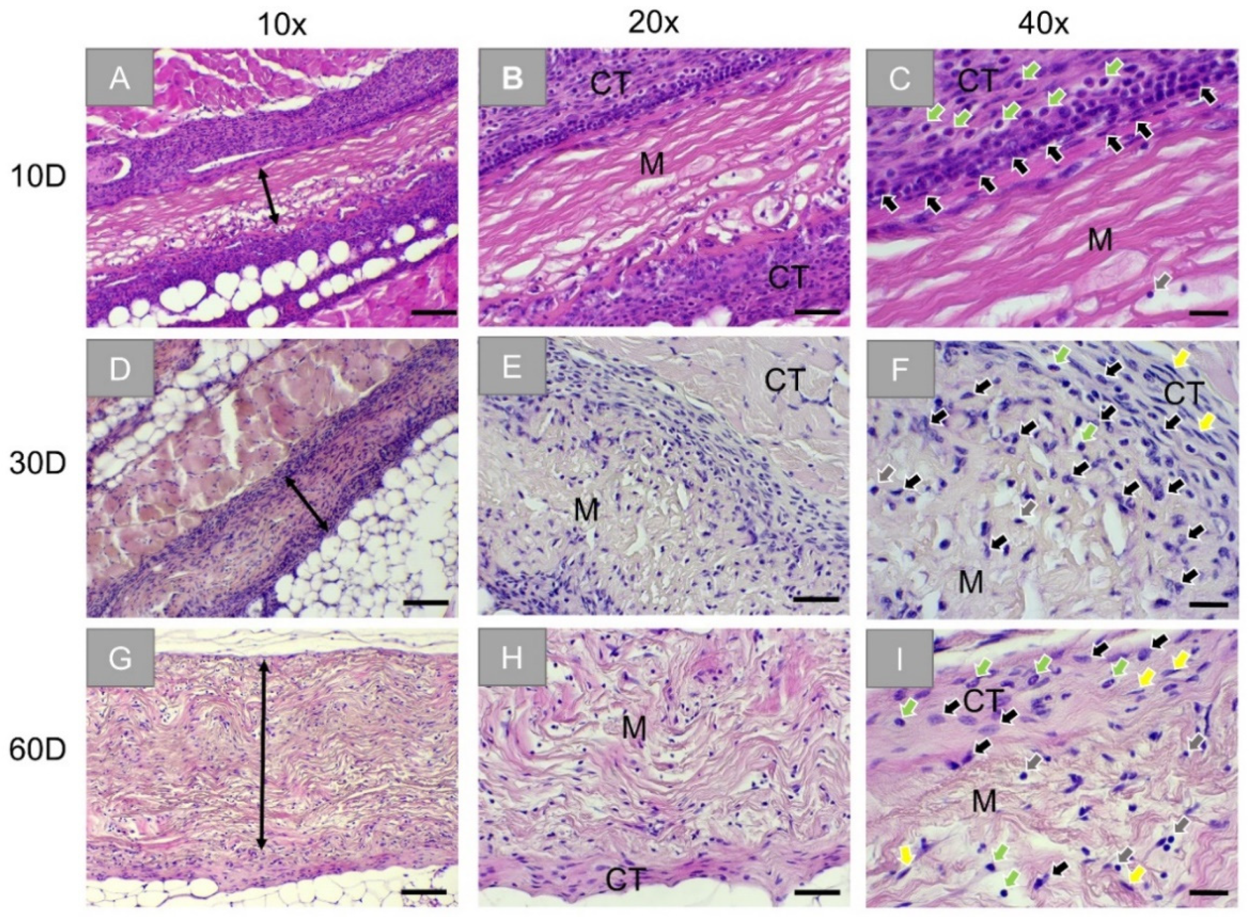 Membranes Free Full Text Comparative In Vivo Analysis Of The Integration Behavior And Immune Response Of Collagen Based Dental Barrier Membranes For Guided Bone Regeneration Gbr Html Membranes Free Full Text Comparative In Vivo Analysis Of The Integration Behavior And Immune Response Of Collagen Based Dental Barrier Membranes For Guided Bone Regeneration Gbr Html