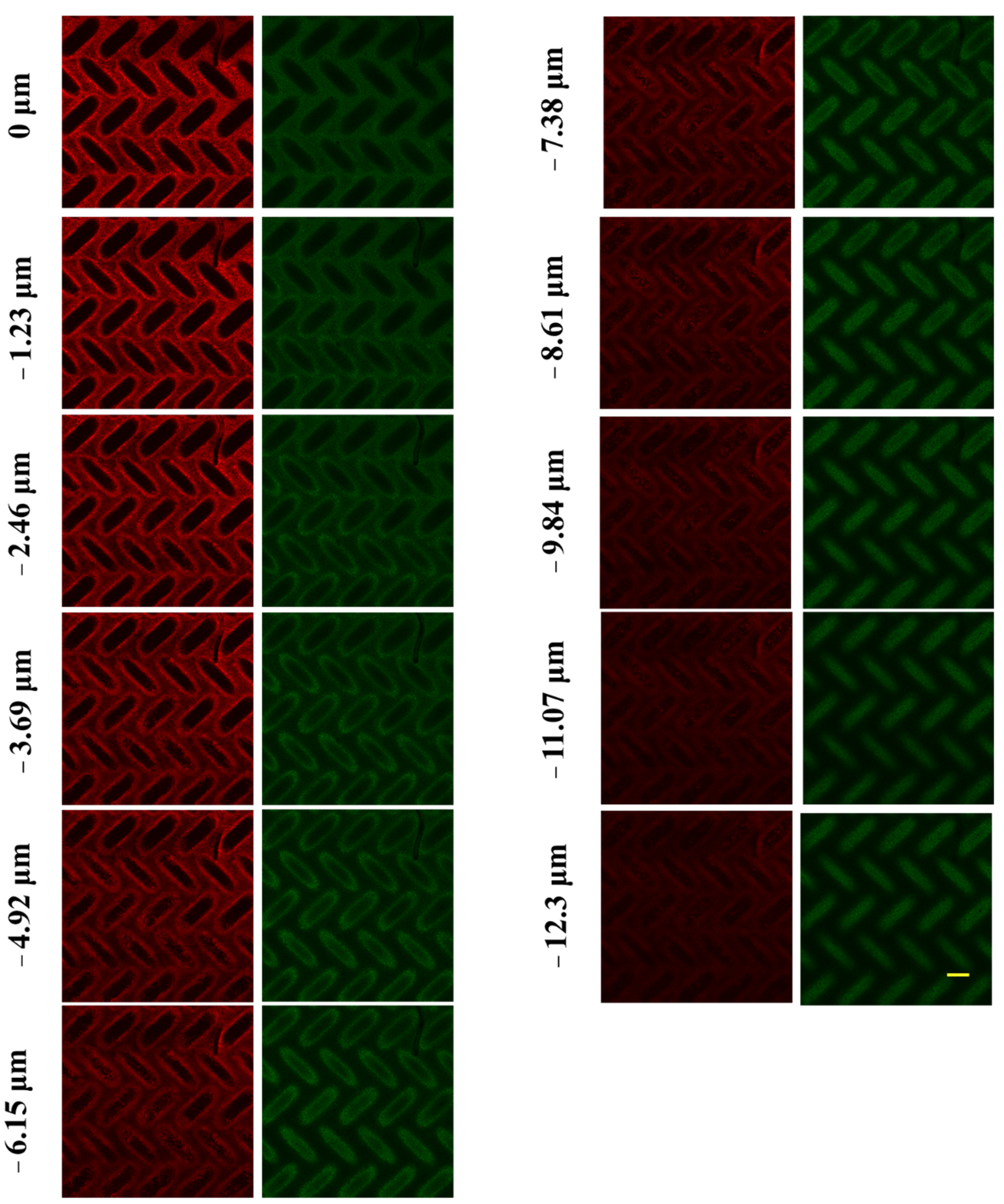 Membranes 11 00730 g010