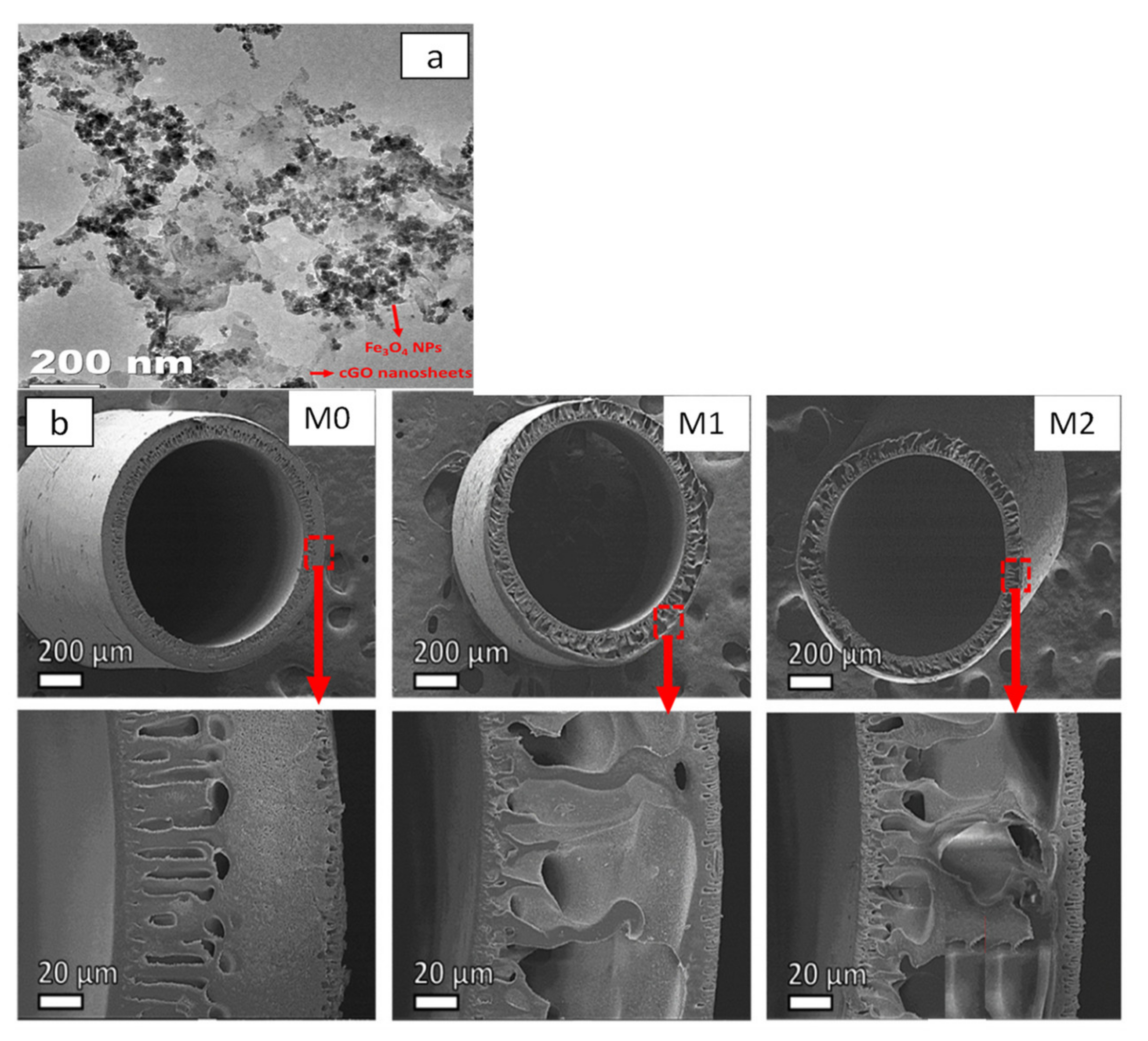 Membranes 11 00767 g007