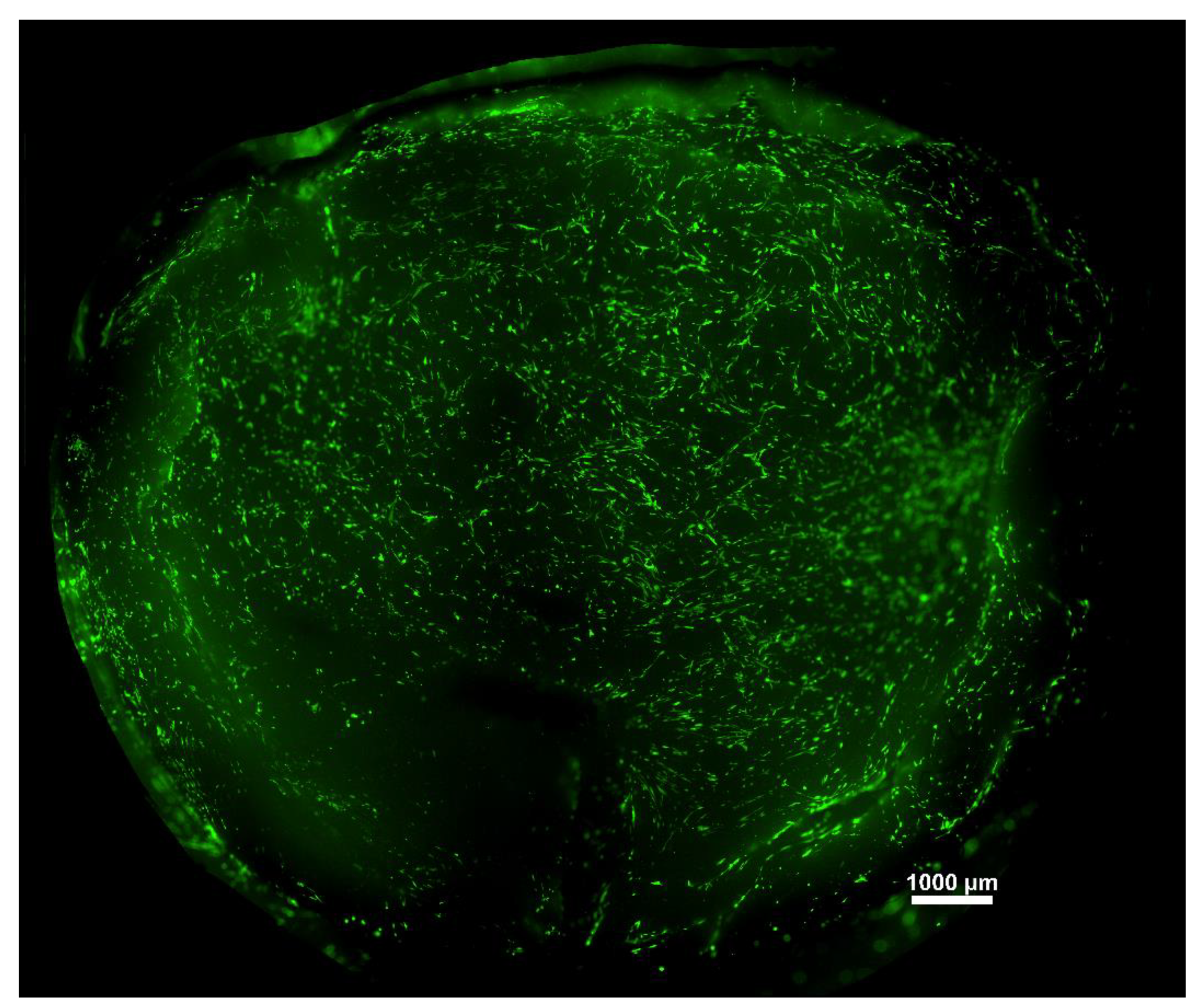 Membranes 11 00783 g006