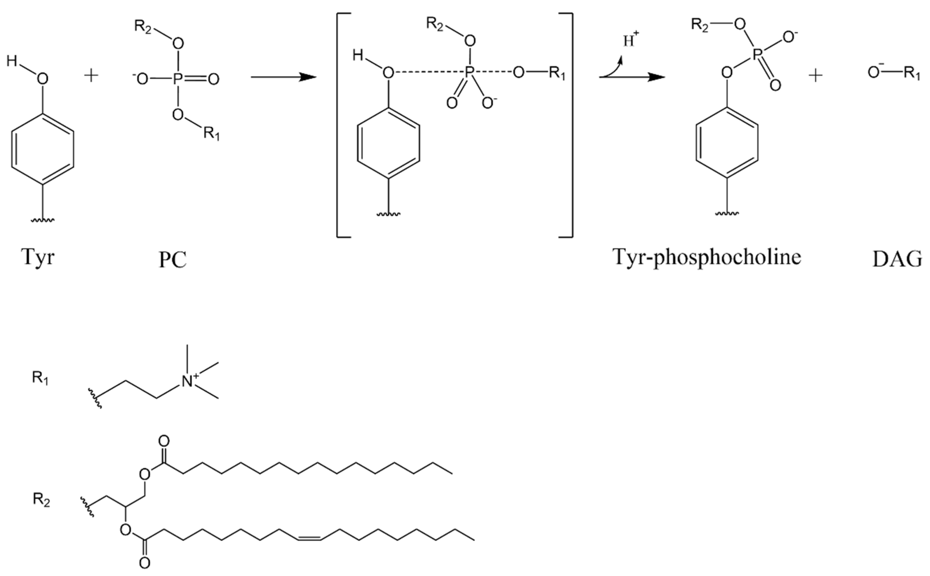 Membranes 11 00787 g003