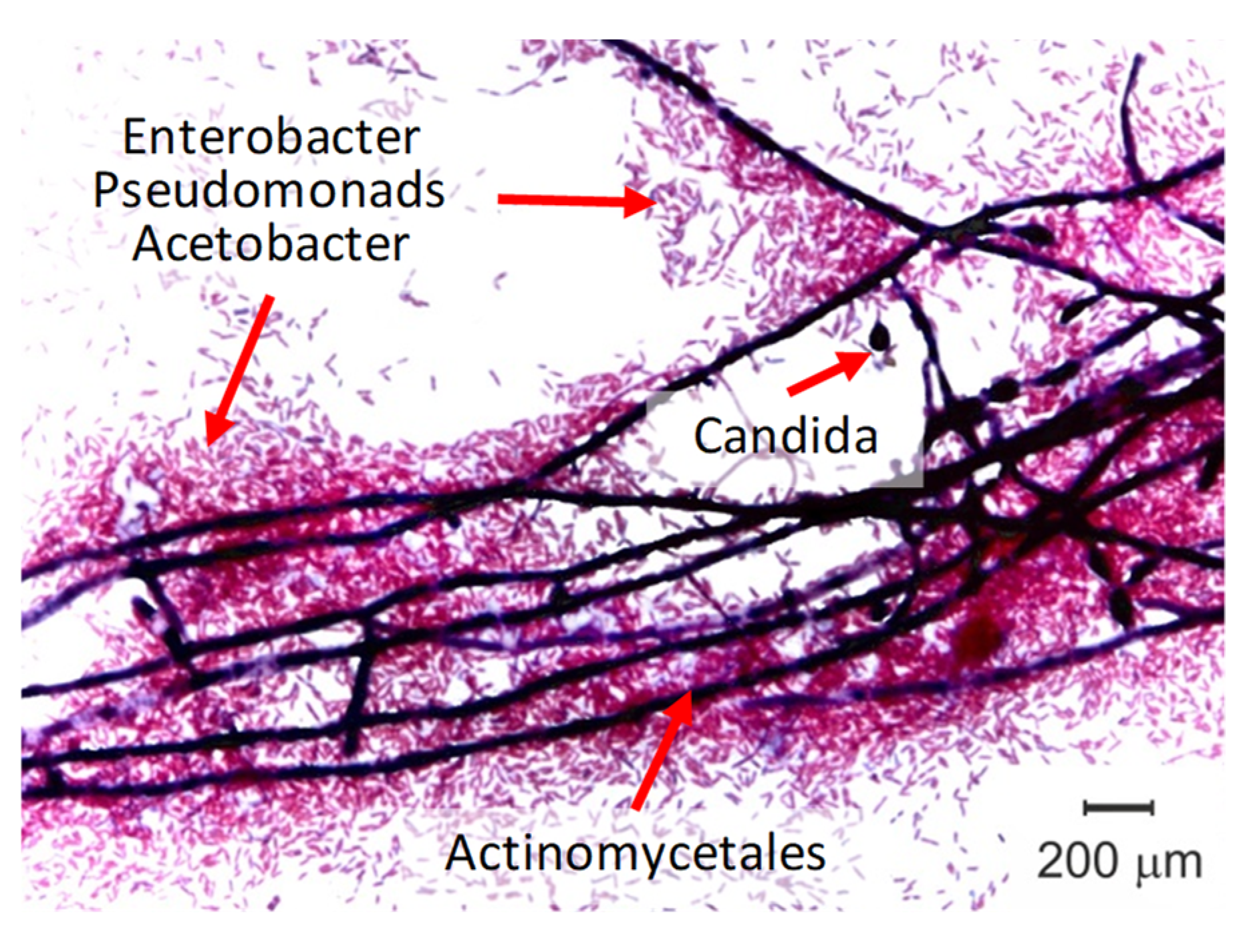 Membranes 11 00789 g015