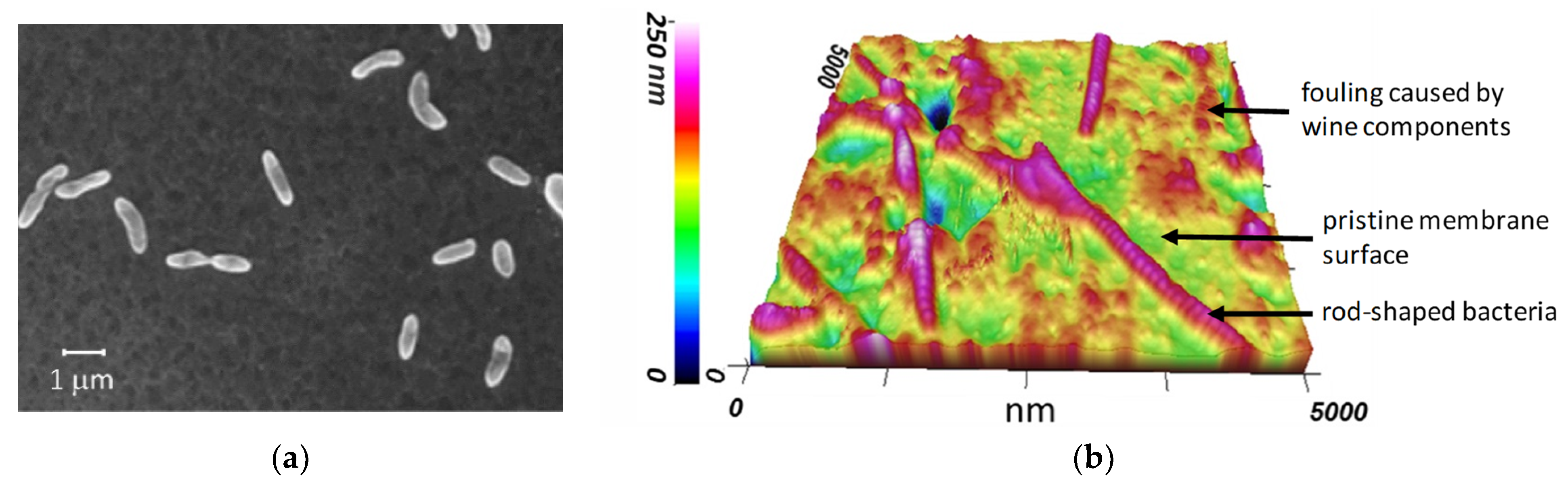Membranes 11 00789 g016