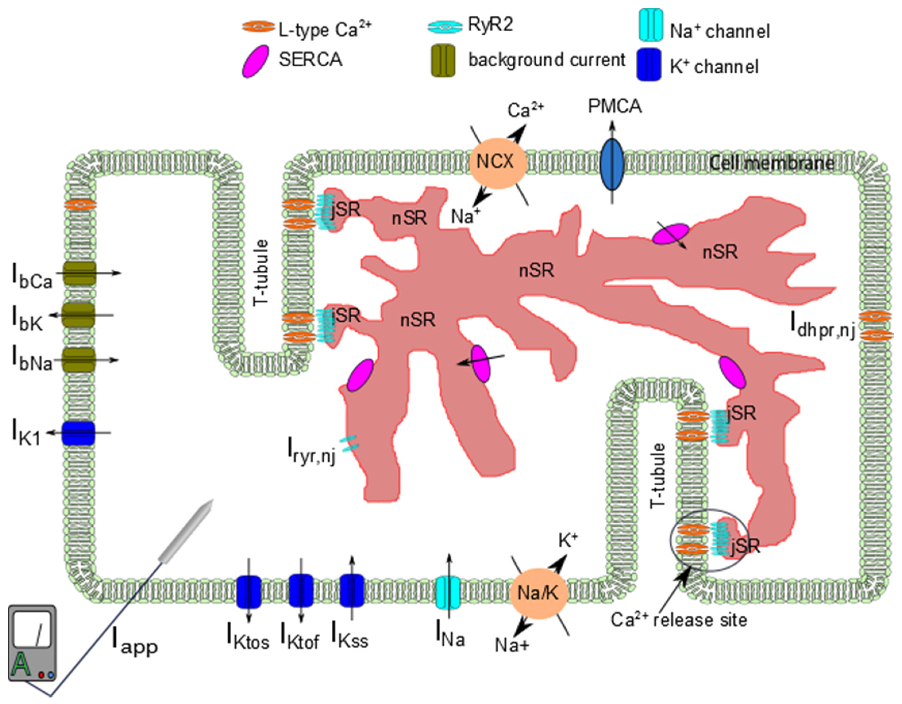 Membranes 11 00794 g001
