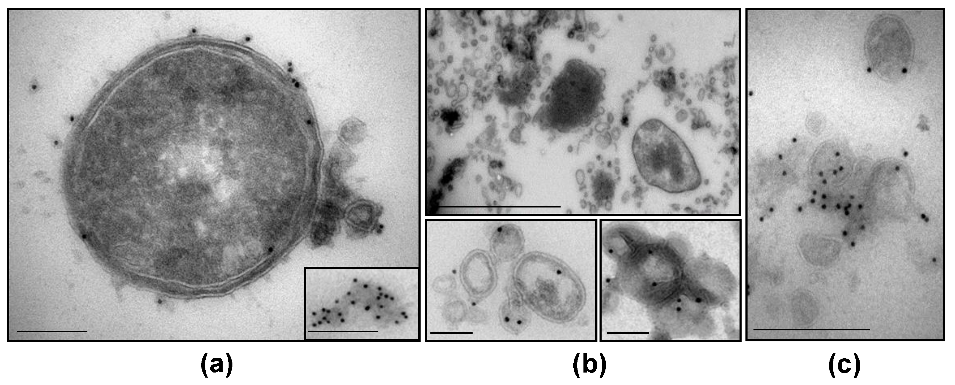 Membranes 11 00806 g003