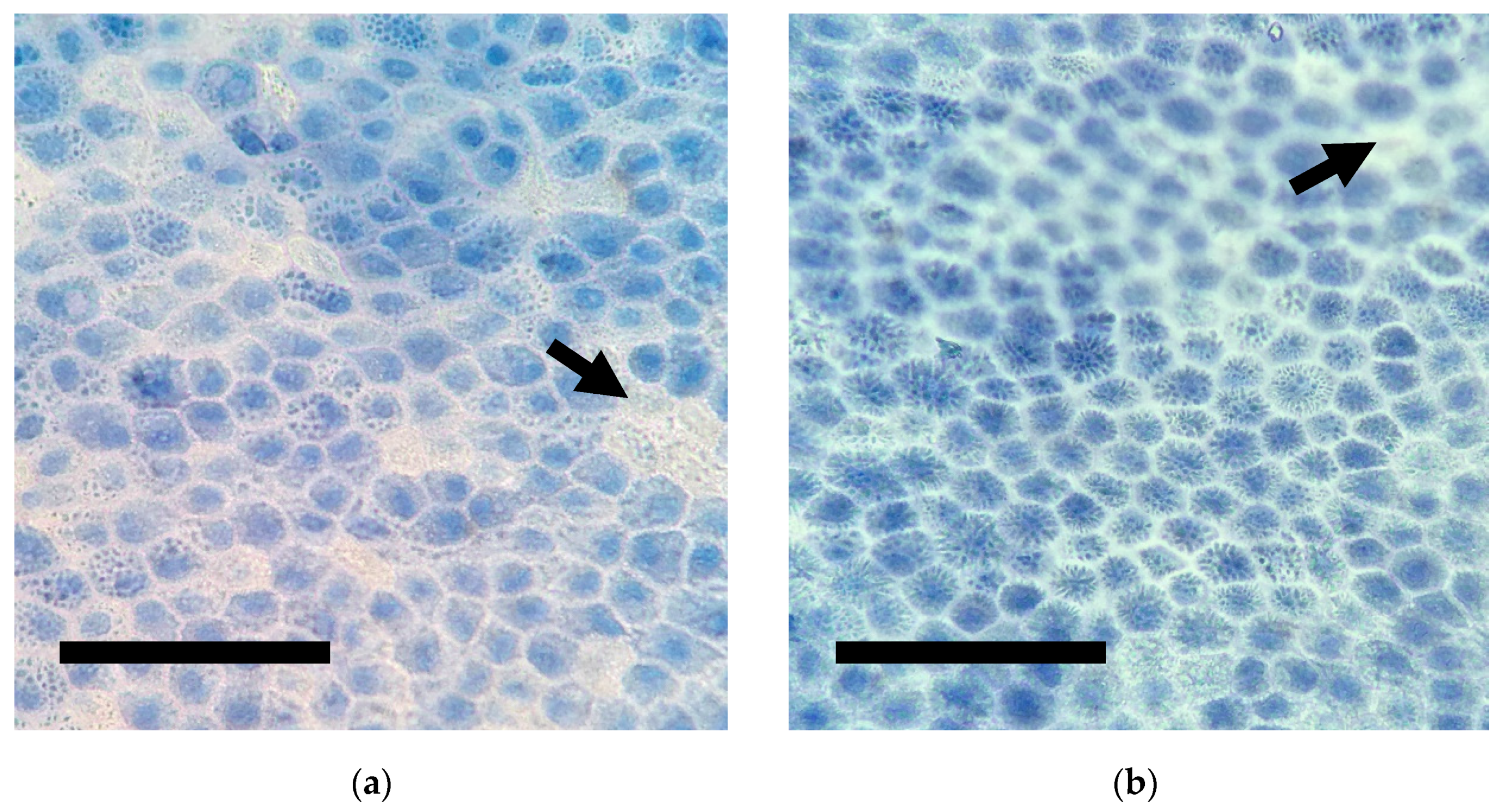 Membranes 11 00824 g004