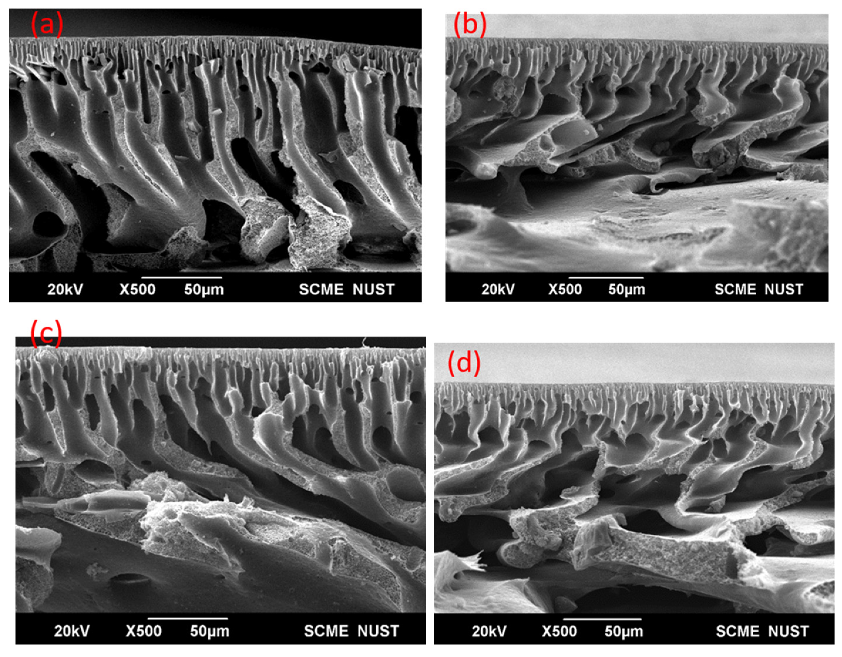 Membranes 11 00827 g003