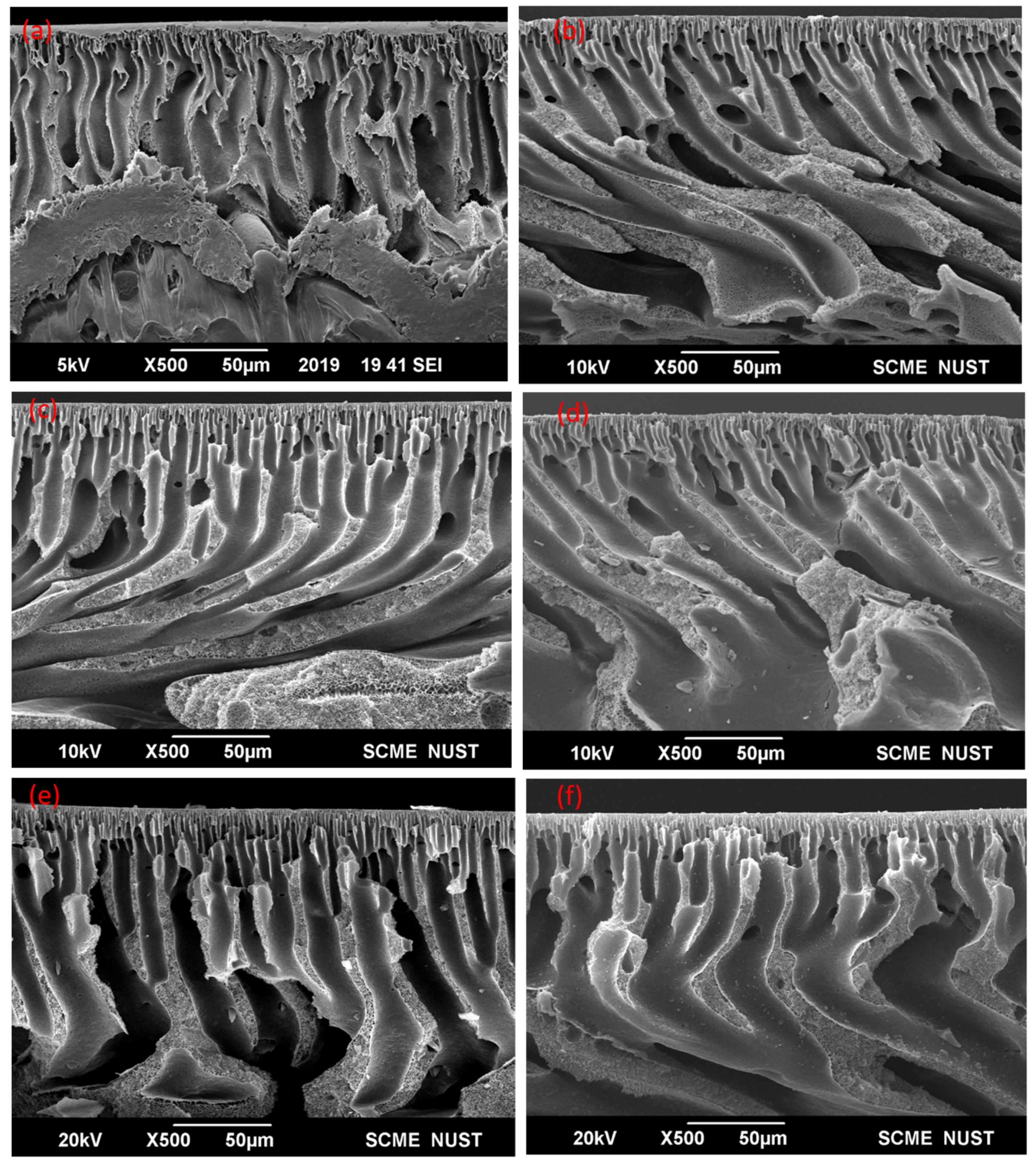 Membranes 11 00827 g004