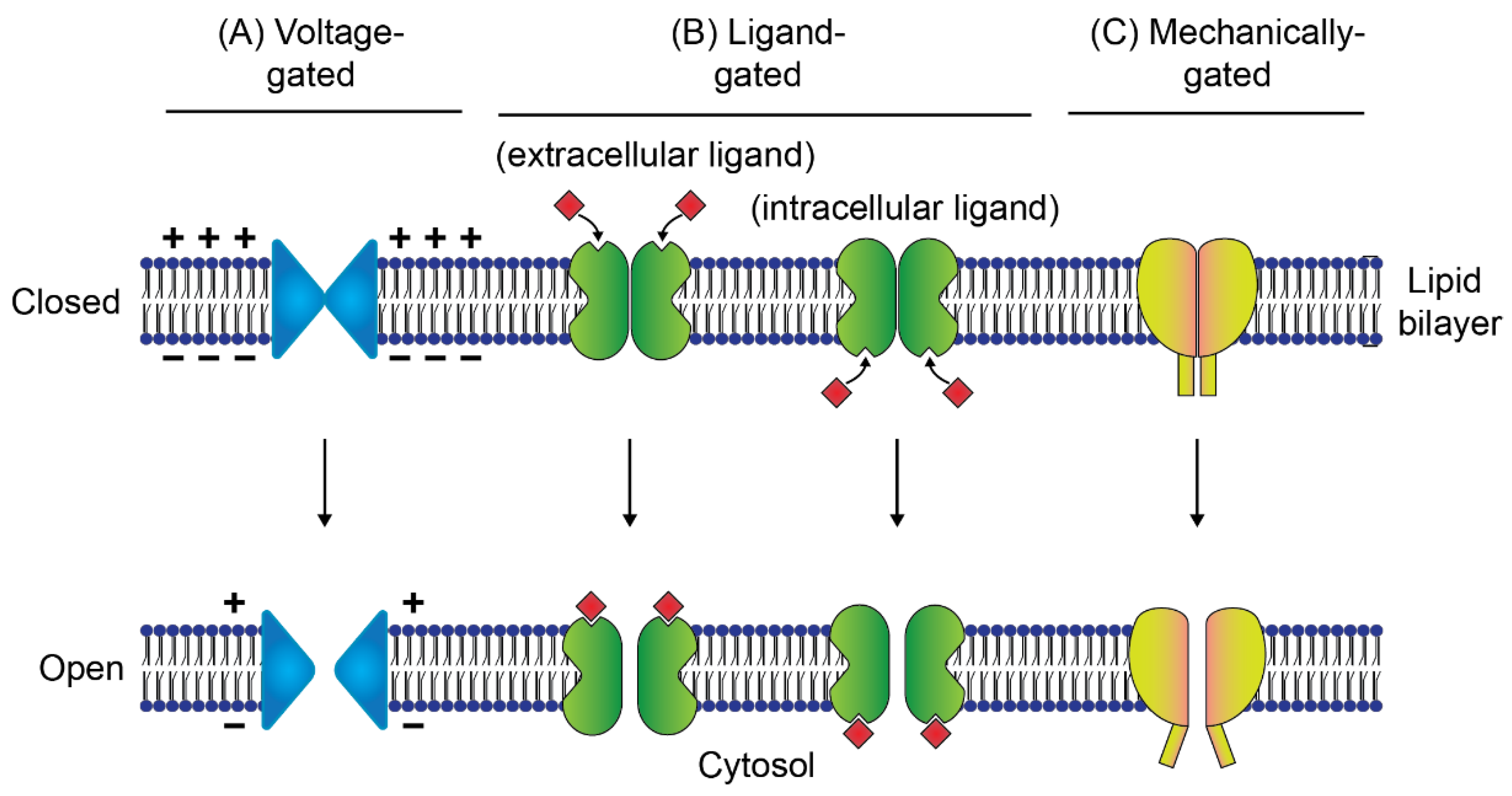 Membranes Free FullText Fluorescence Approaches for Characterizing