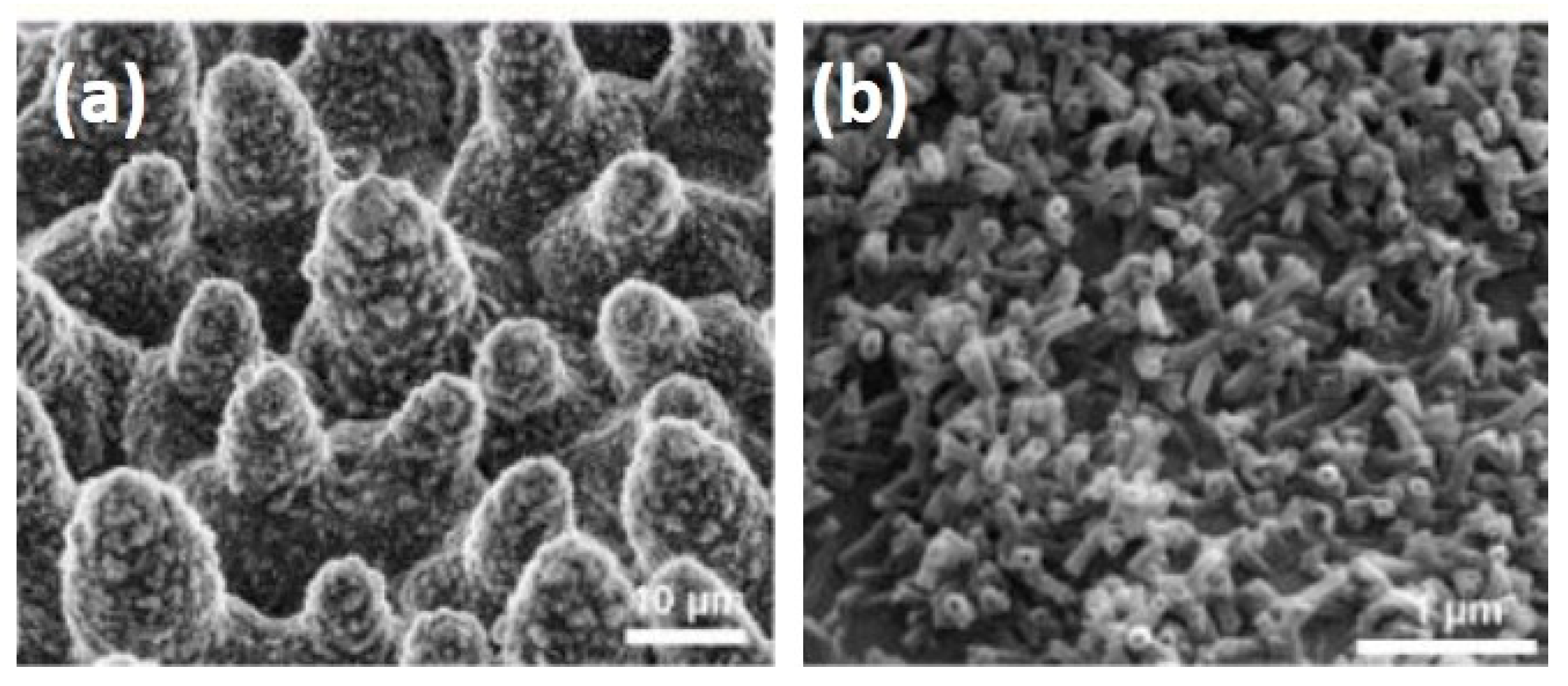 Membranes 11 00934 g007