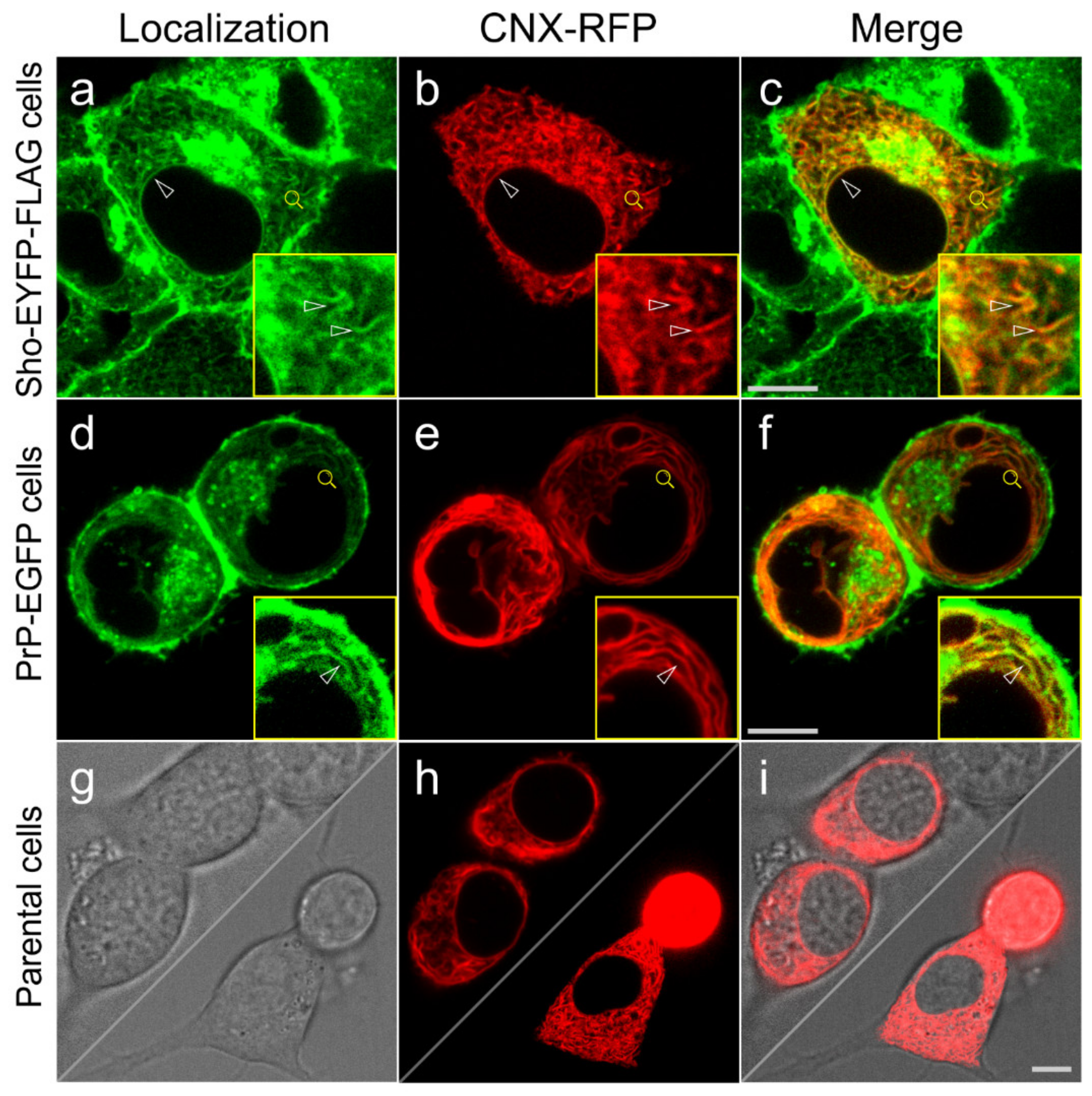 Membranes 11 00978 g005