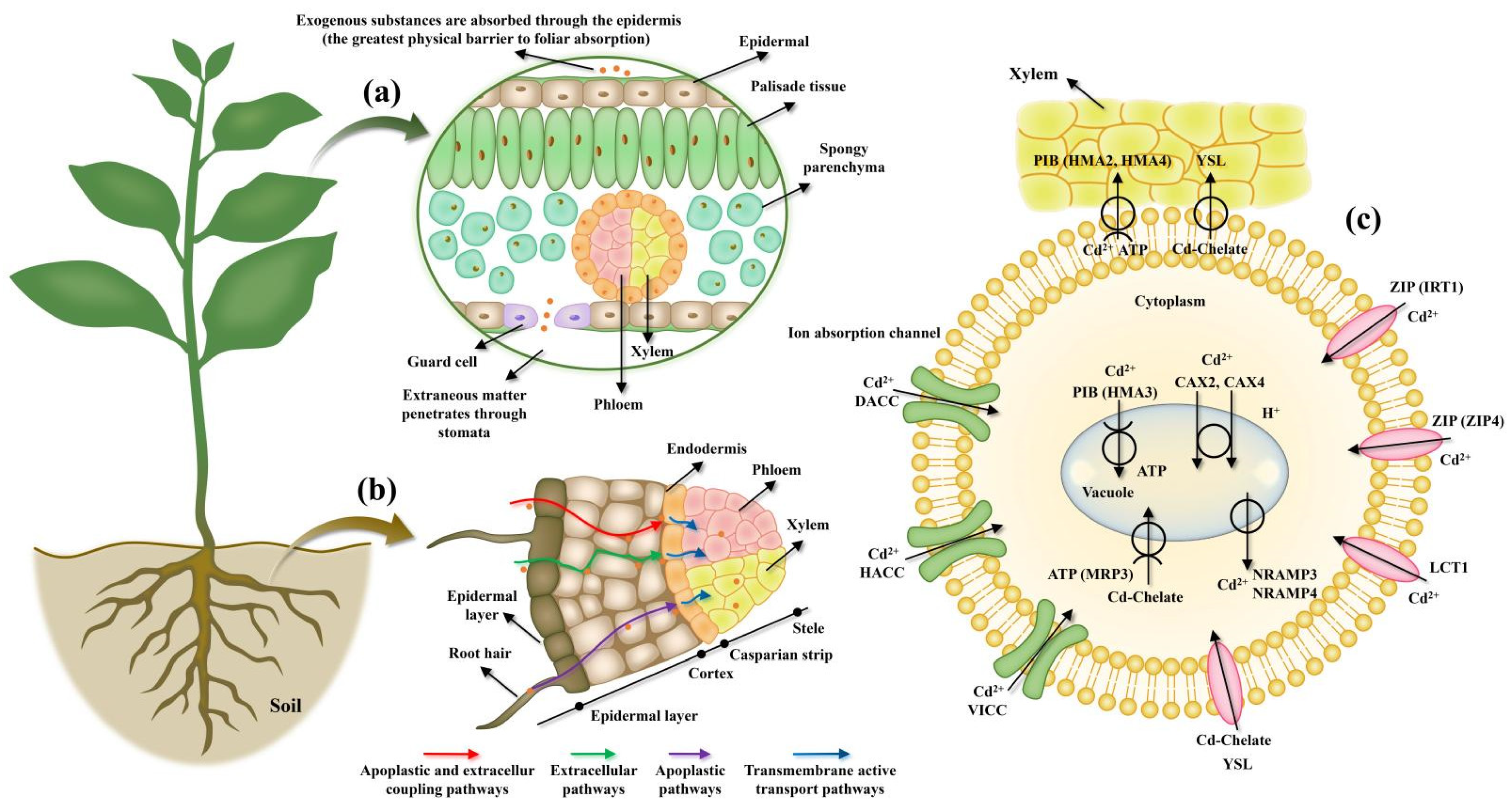 Membranes 11 00984 g002 Membranes 11 00984 g002
