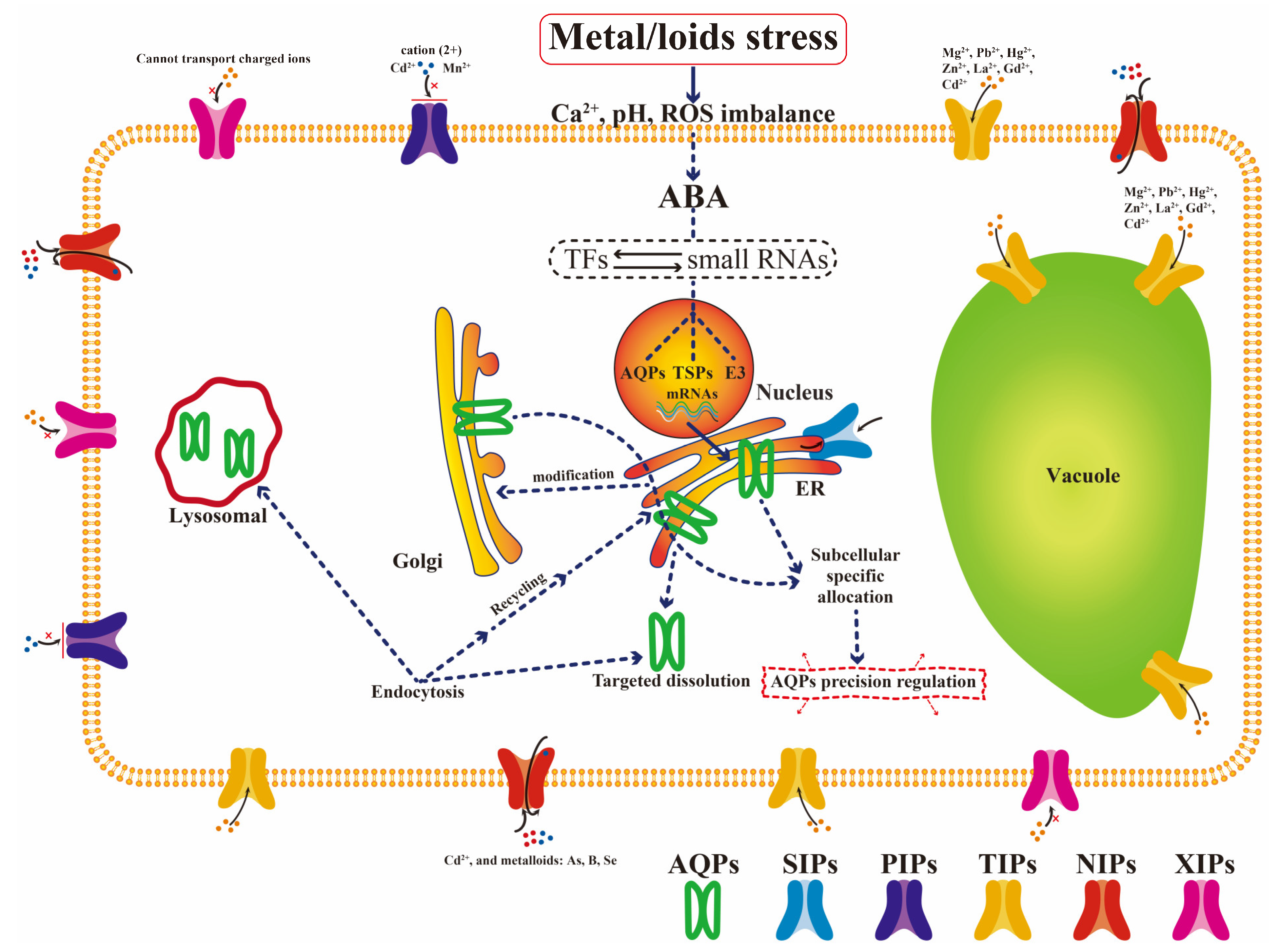 Membranes 11 00984 g003 Membranes 11 00984 g003
