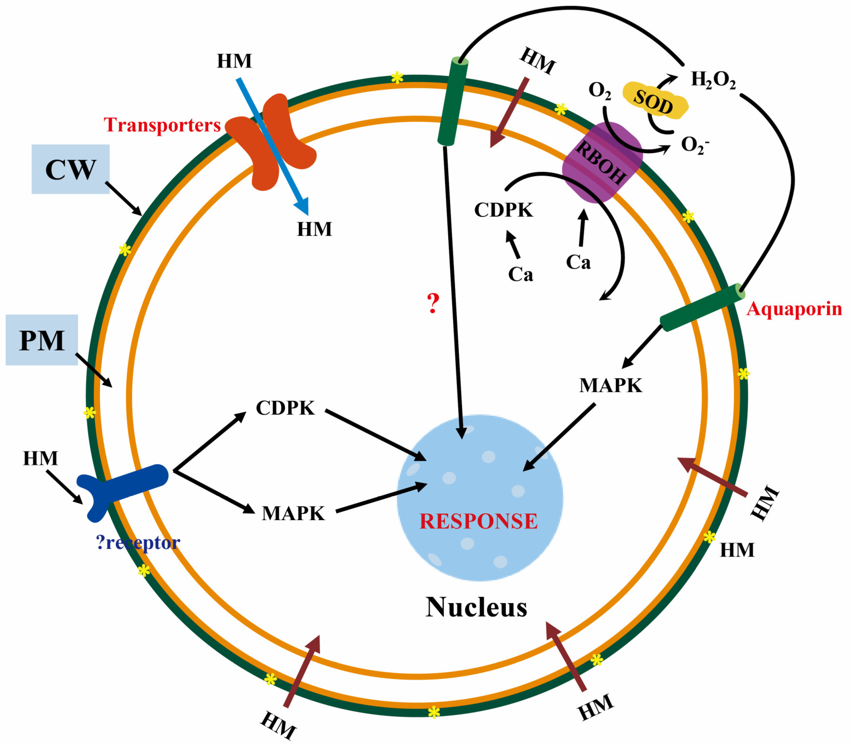 Membranes 11 00984 g004 Membranes 11 00984 g004