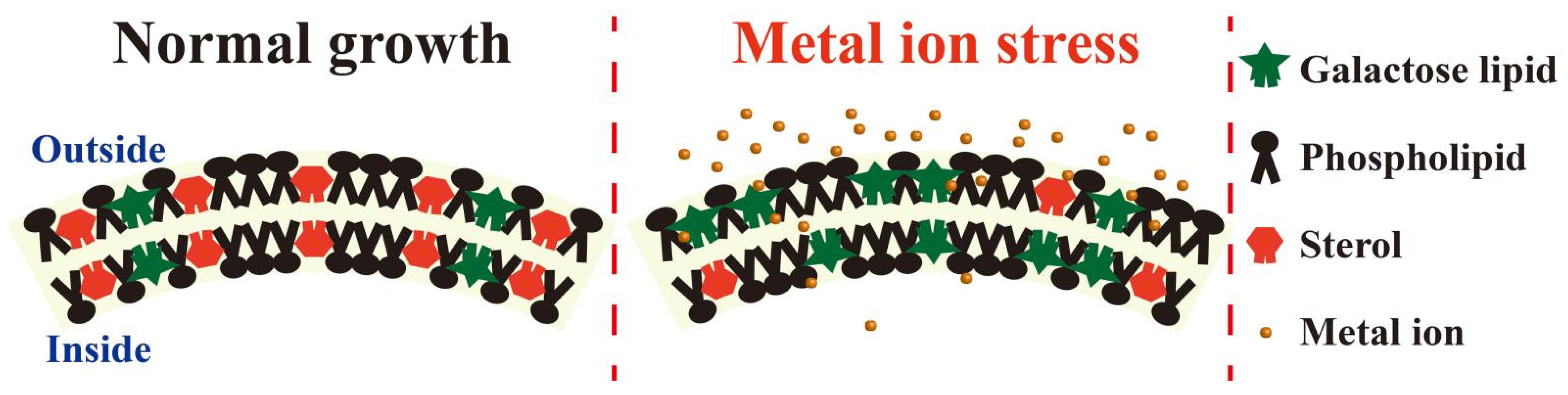 Membranes 11 00984 g006 Membranes 11 00984 g006