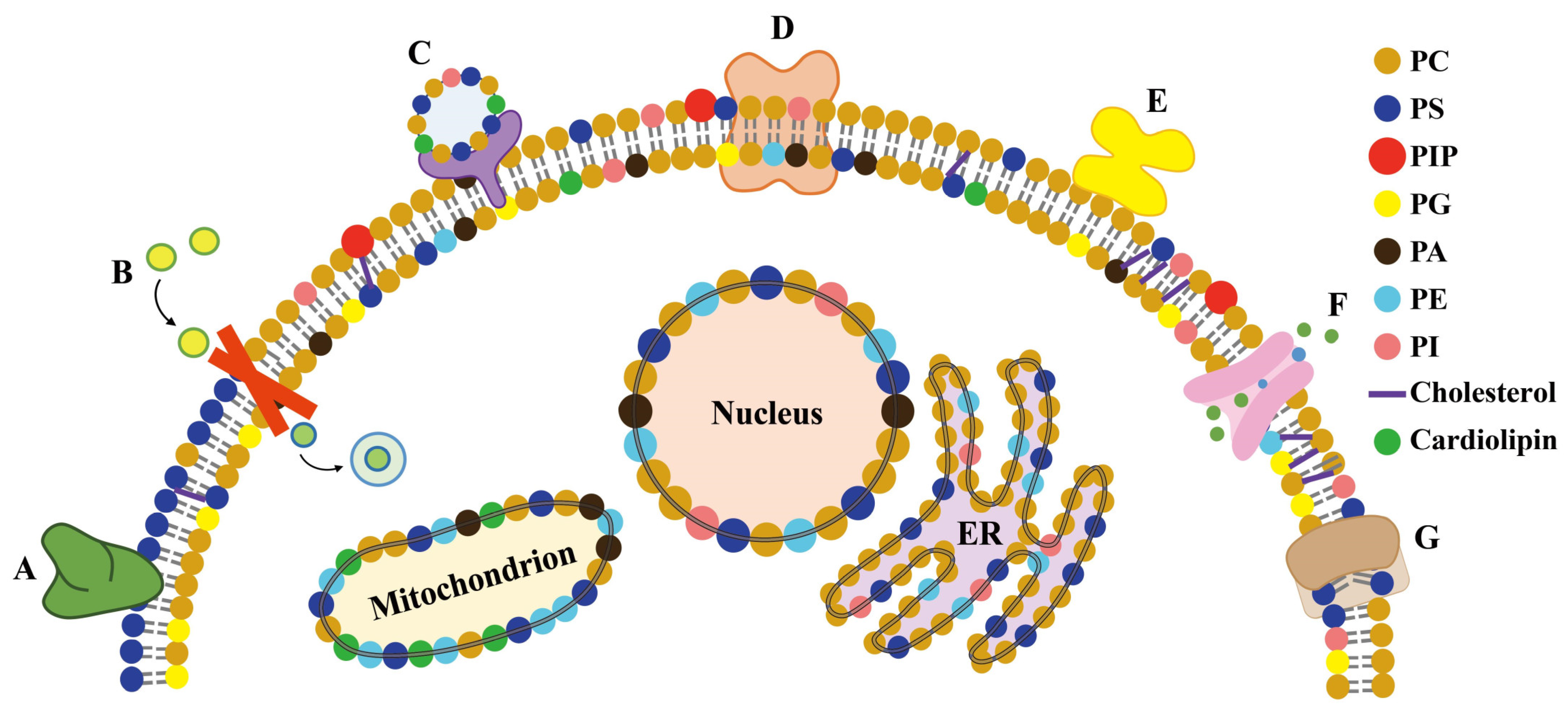 Membranes 11 00984 g011 Membranes 11 00984 g011