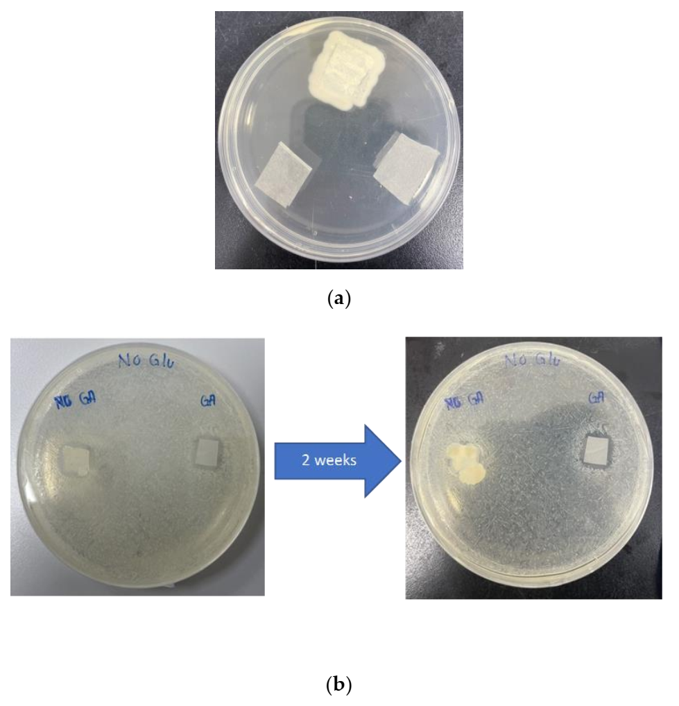 Membranes 11 00997 g009
