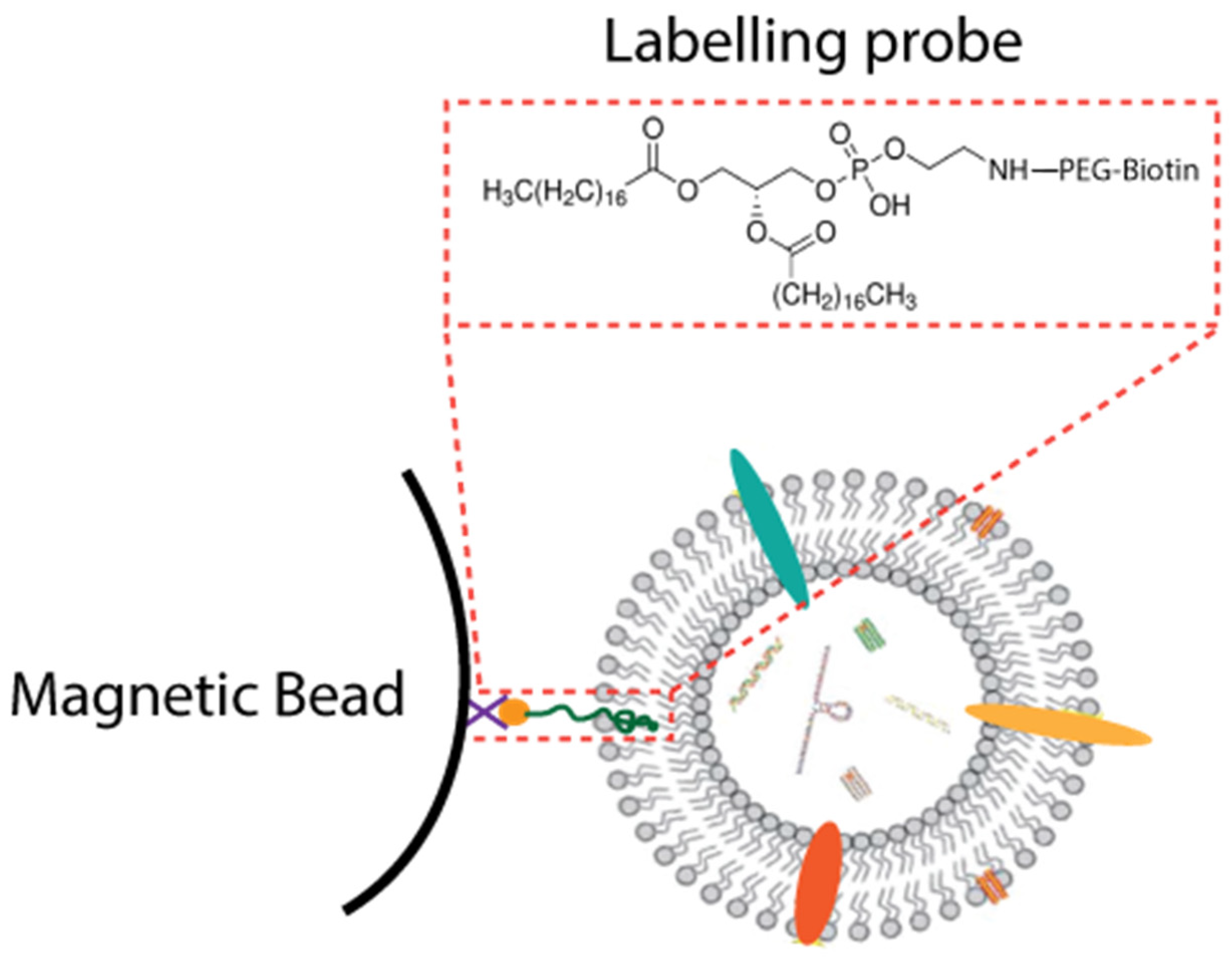 Membranes 12 00055 g003 Membranes 12 00055 g003
