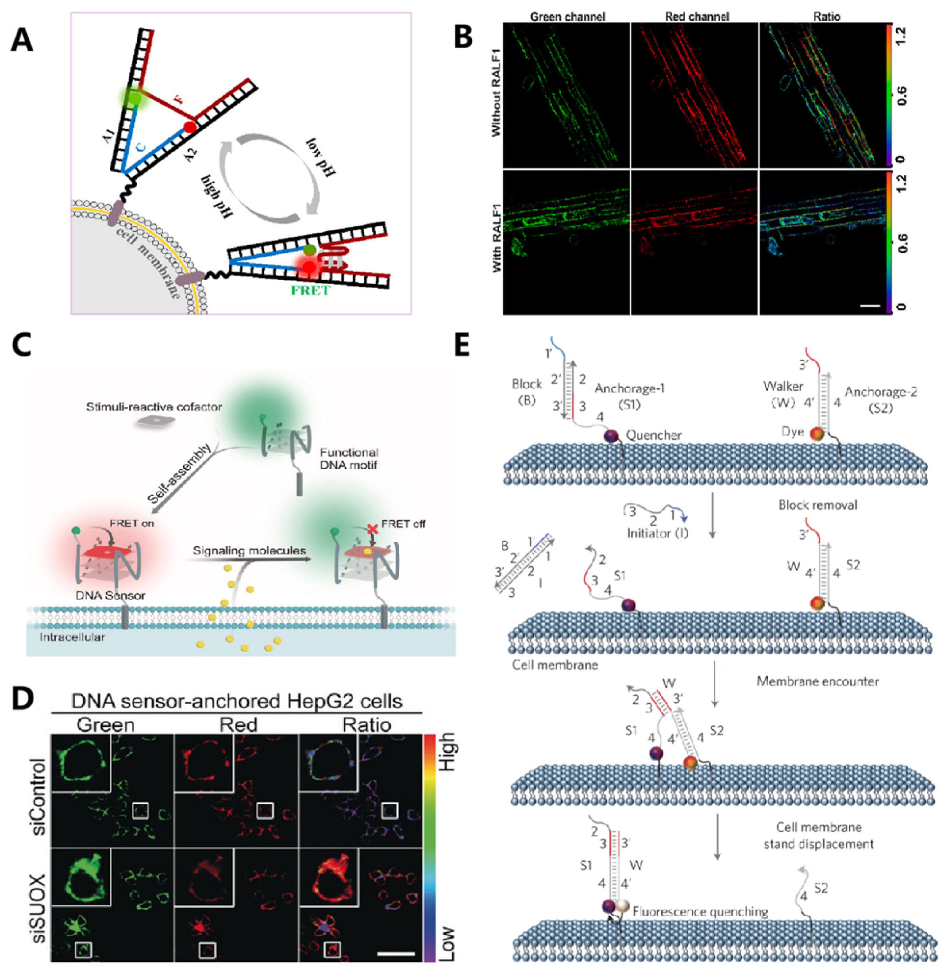 Membranes 12 00111 g003