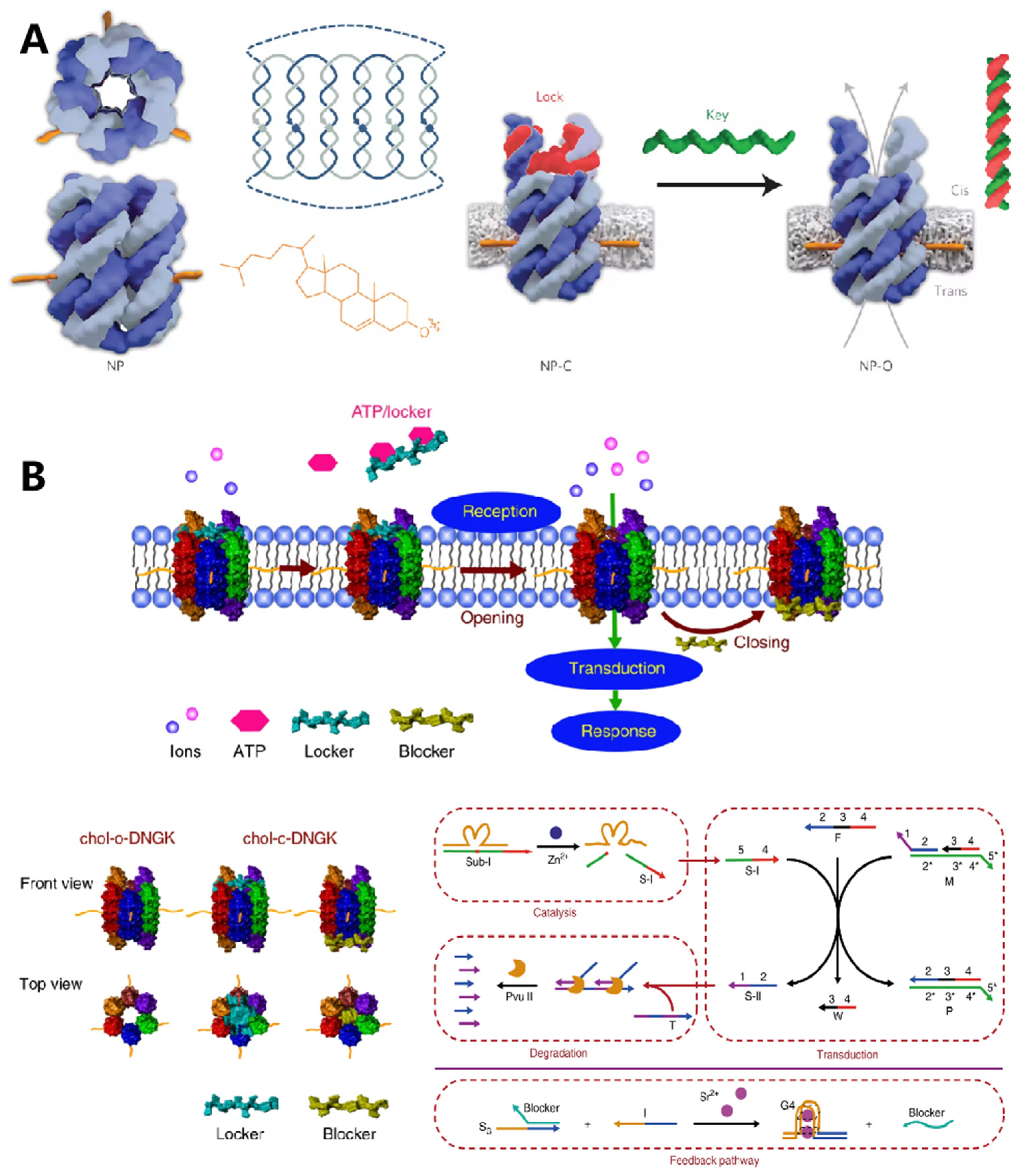 Membranes 12 00111 g006