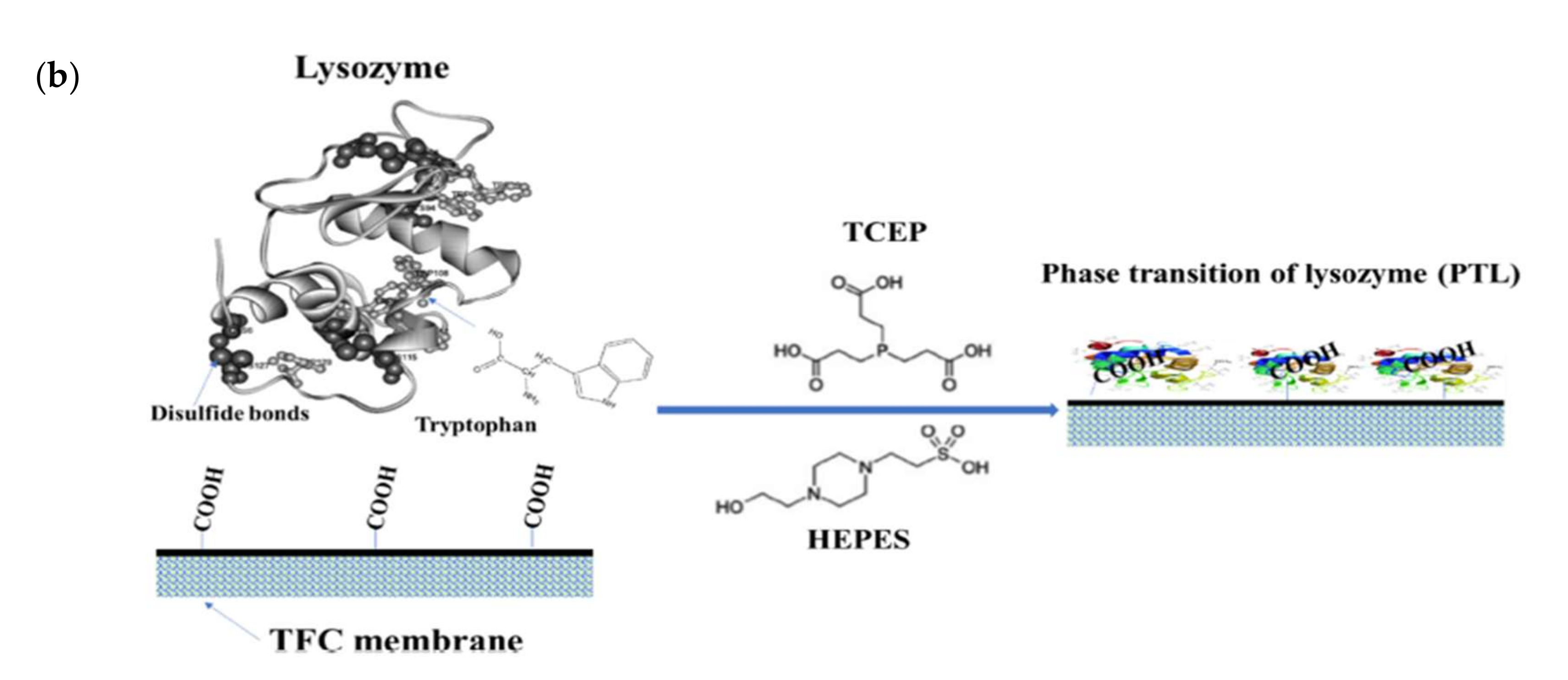 Membranes 12 00148 g003b