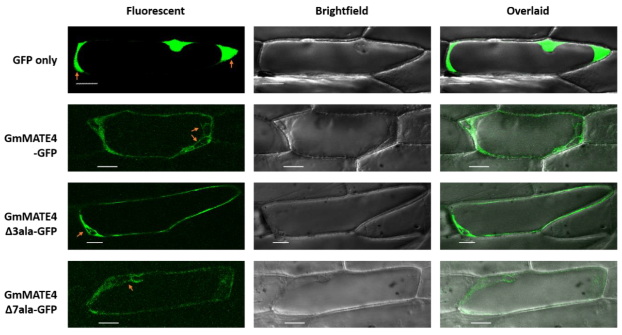 Membranes 12 00206 g003 550