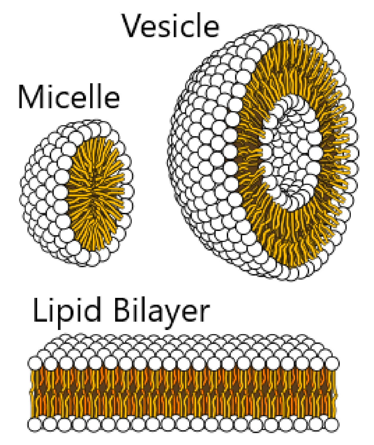 Membranes Free Full-Text Microfluidics Approach to the Mechanical Properties of Red Blood Cell Membrane and Their Effect on Blood Rheology