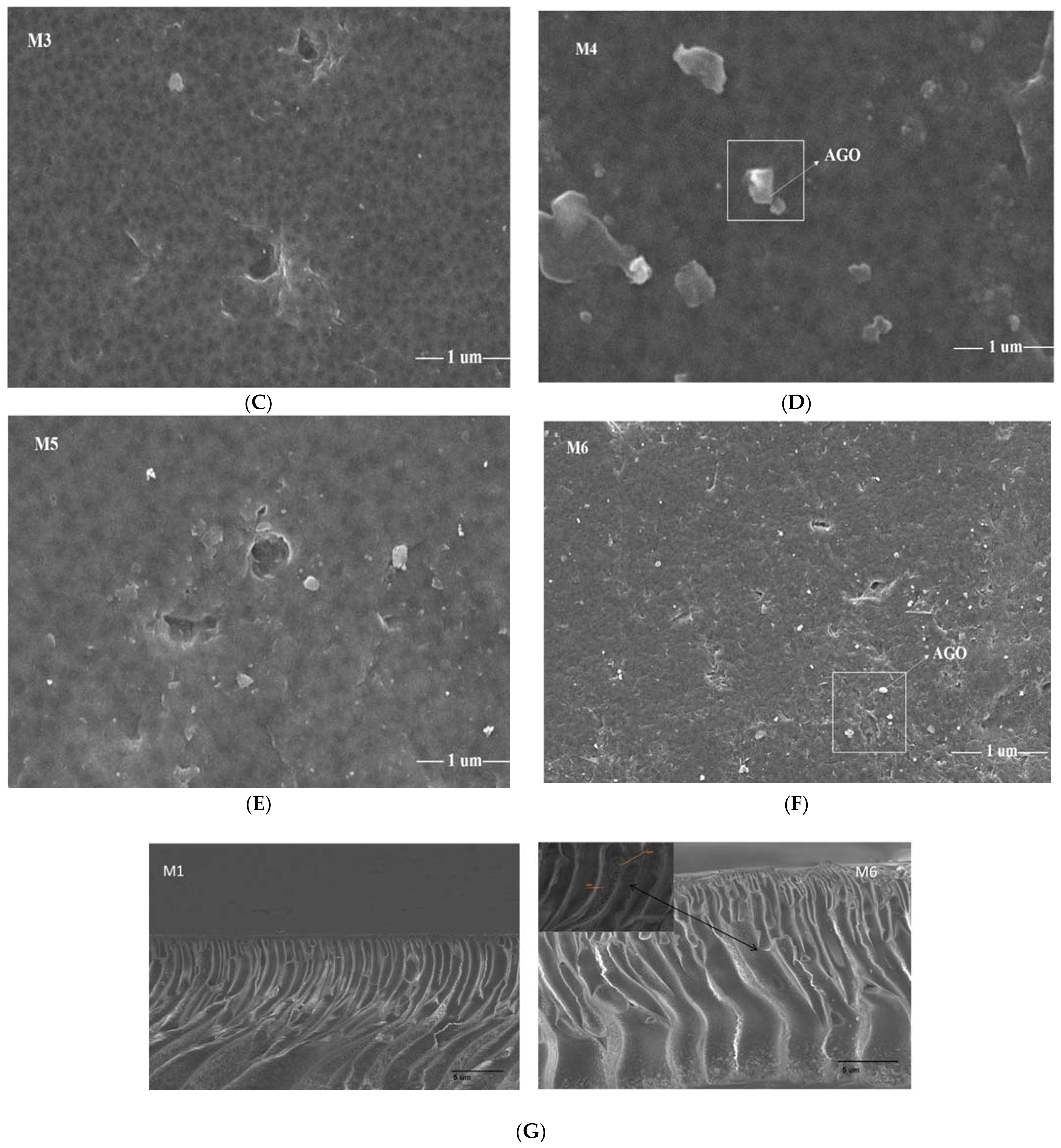 Membranes 12 00224 g004b 550