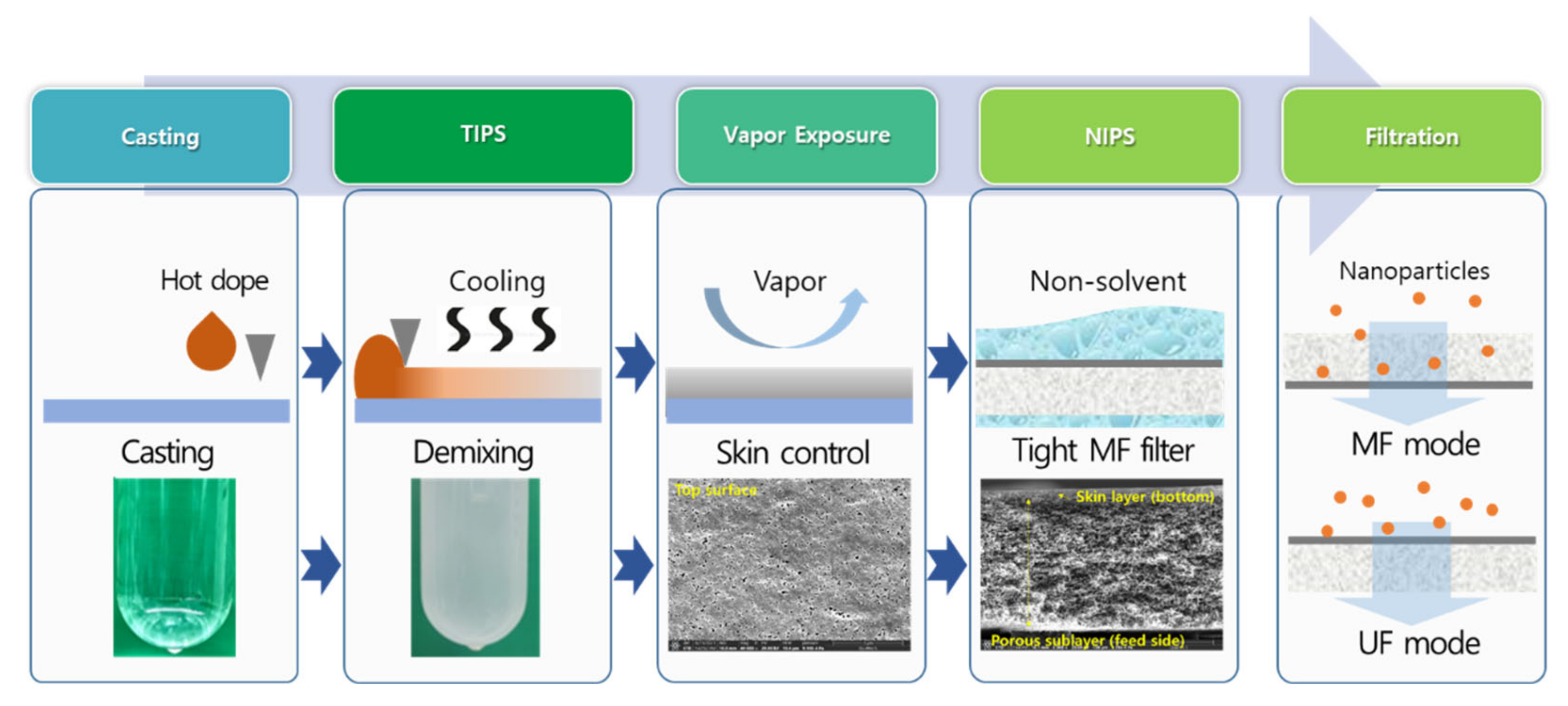 Membranes Free FullText Isoporous Polyvinylidene Fluoride
