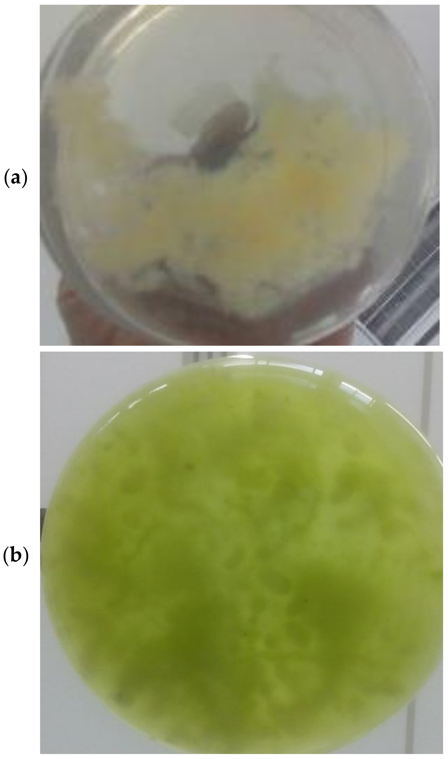 Membranes 12 00258 g002a