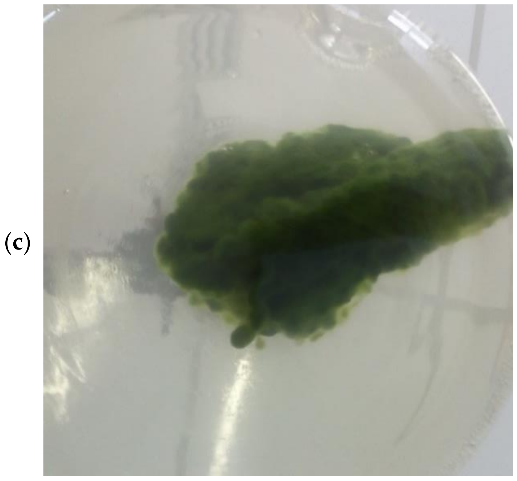Membranes 12 00258 g002b