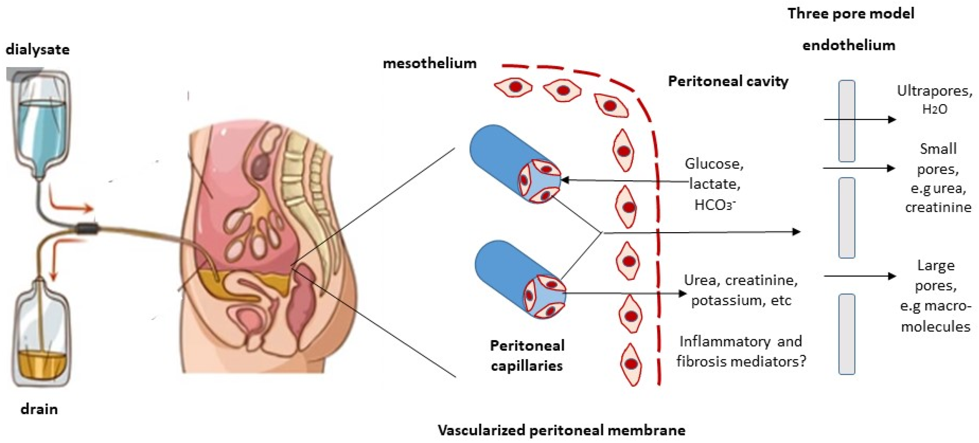 describe-the-general-transport-process-involved-in-dialysis-minakruwsharp