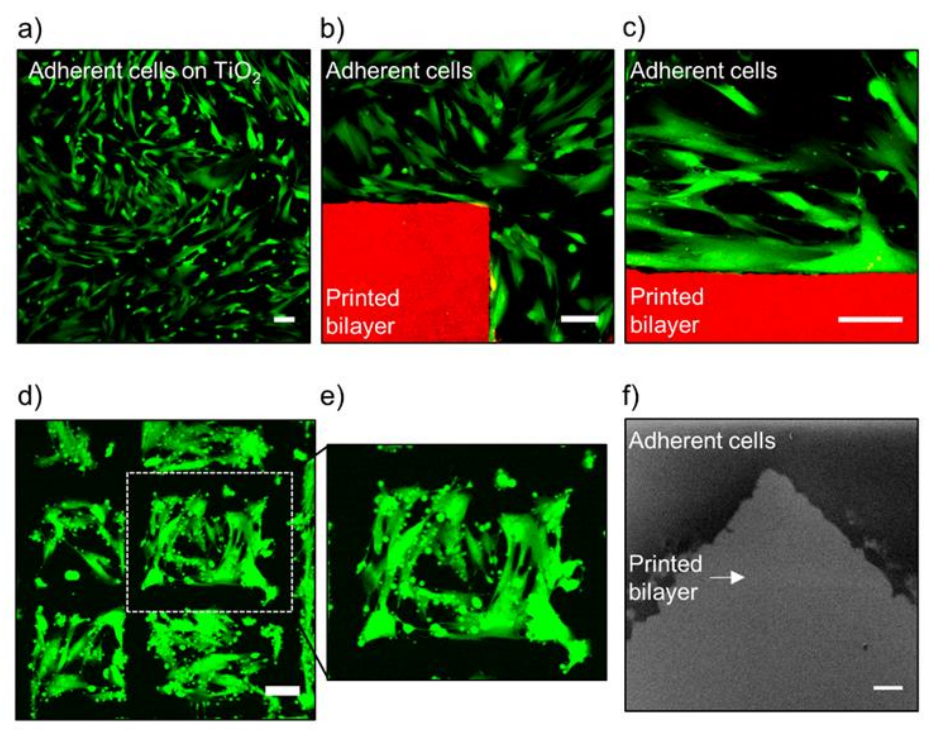 Membranes 12 00361 g005 550