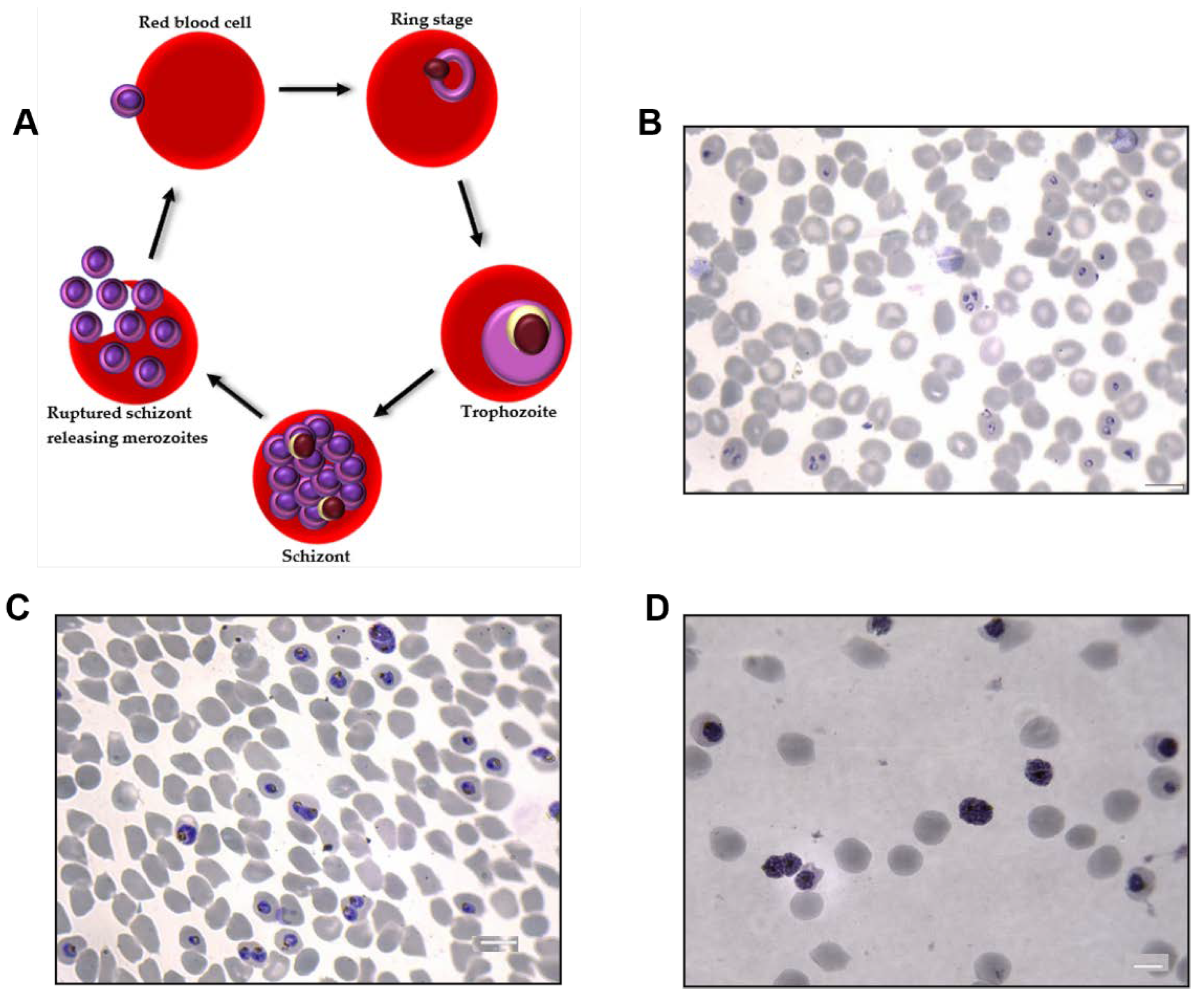 Membranes 12 00397 g001