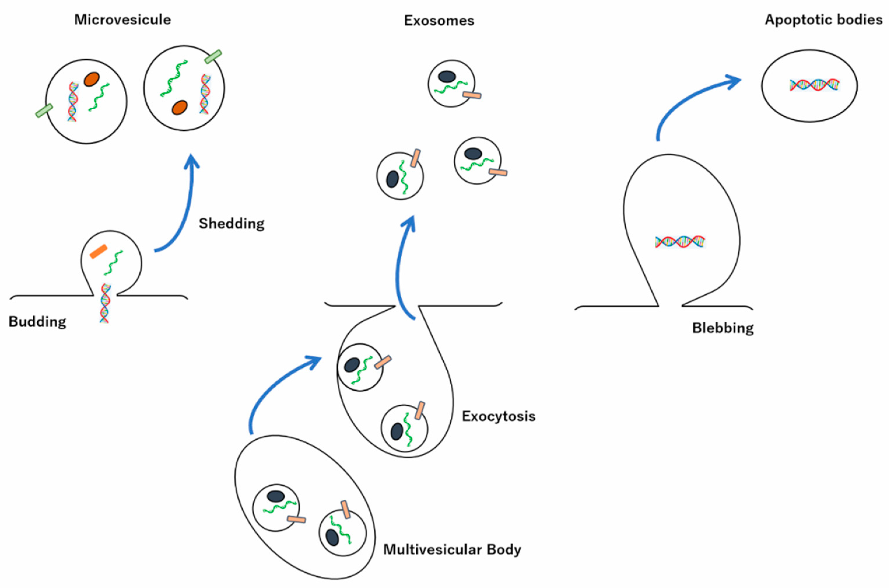 Membranes 12 00550 g001 550