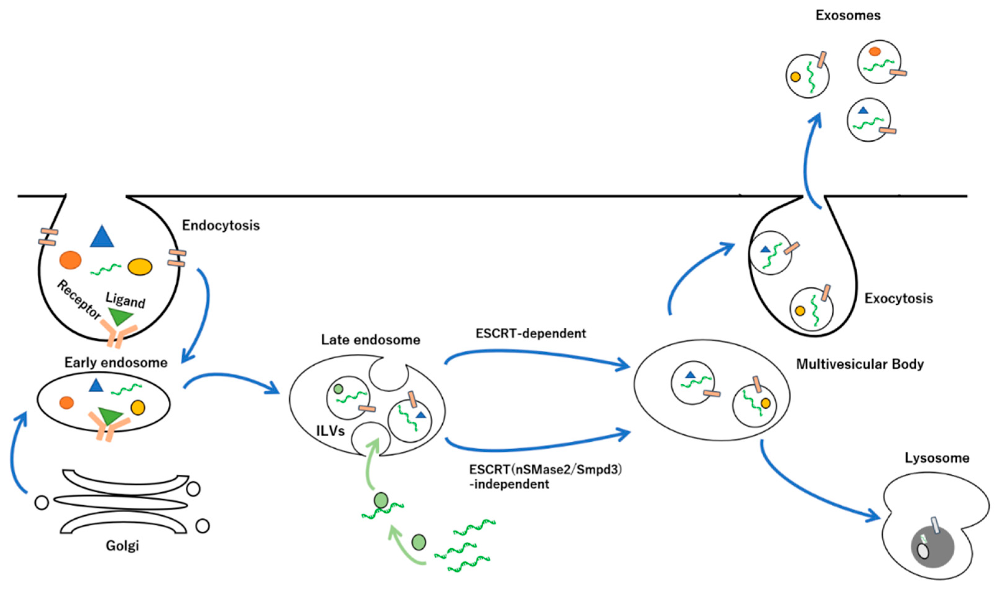 Membranes 12 00550 g002 550
