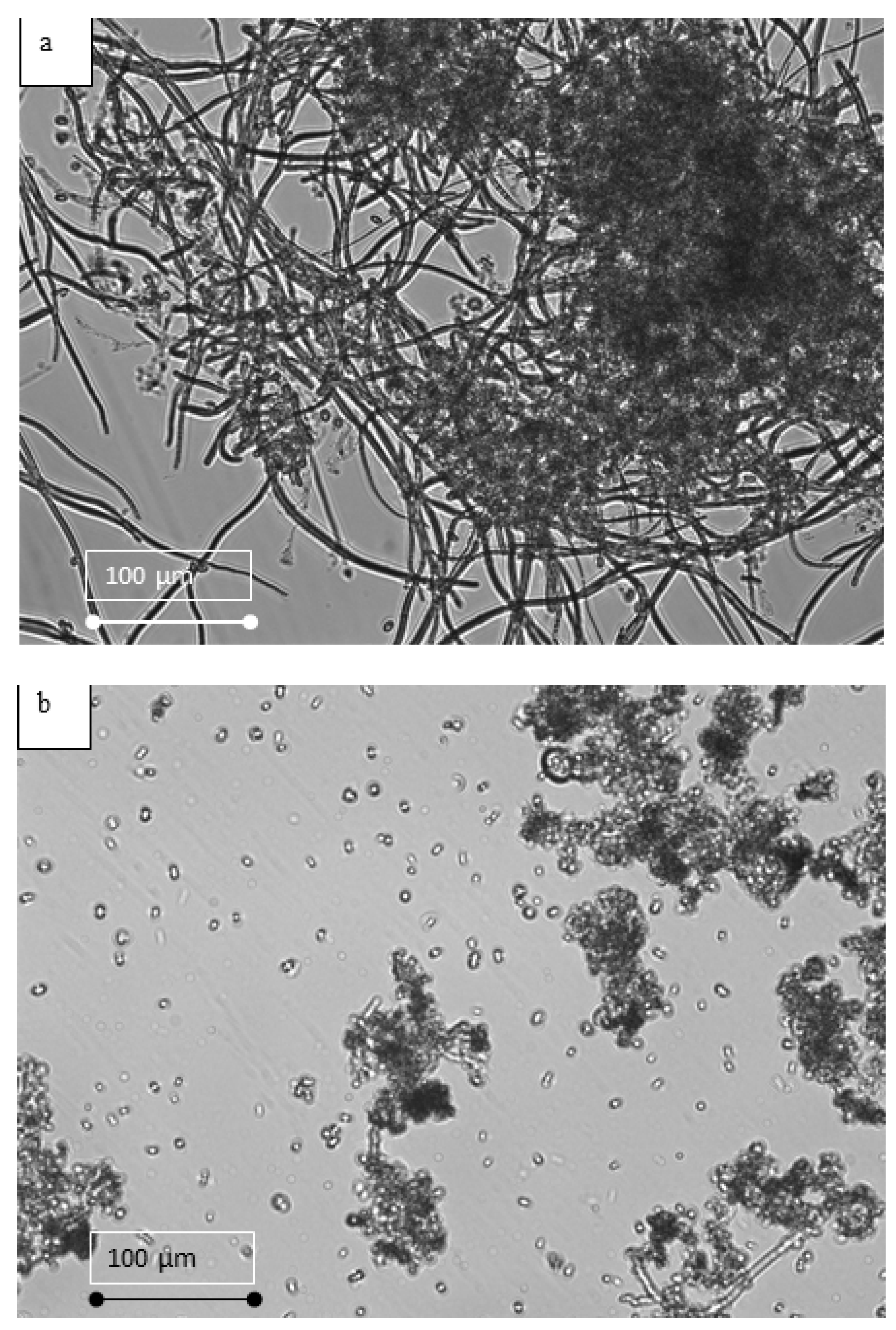 Membranes 12 00587 g007 550