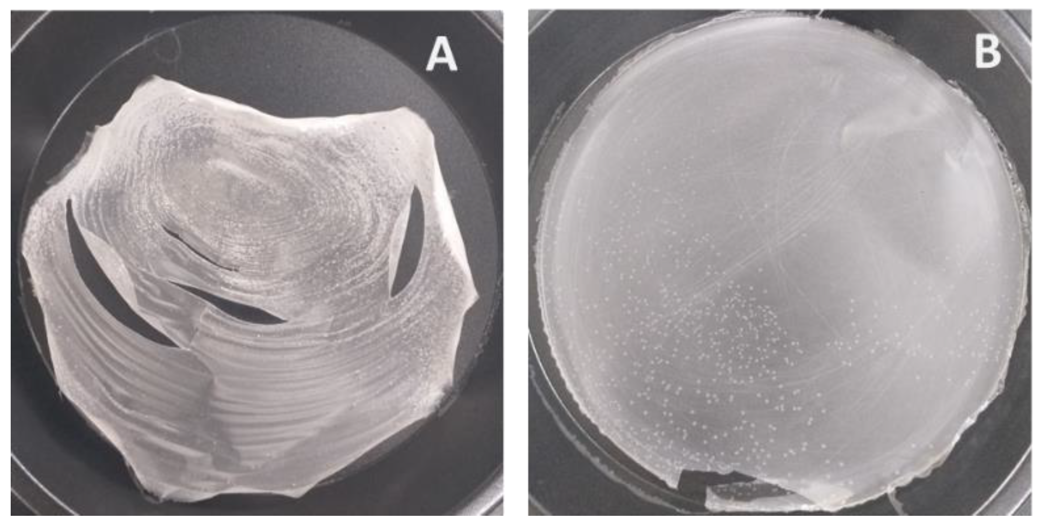 Membranes 12 00594 g002 Membranes 12 00594 g002