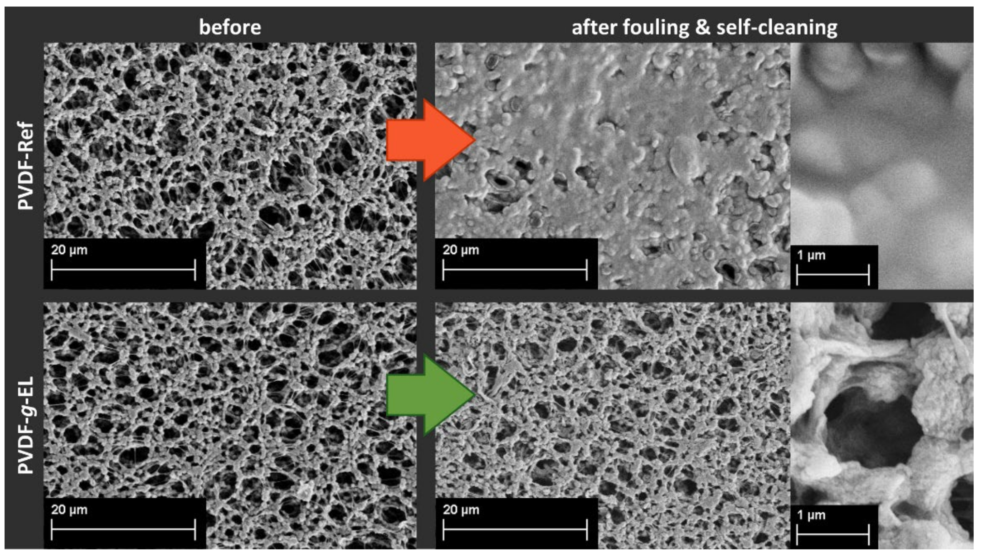 Membranes 12 00599 g004